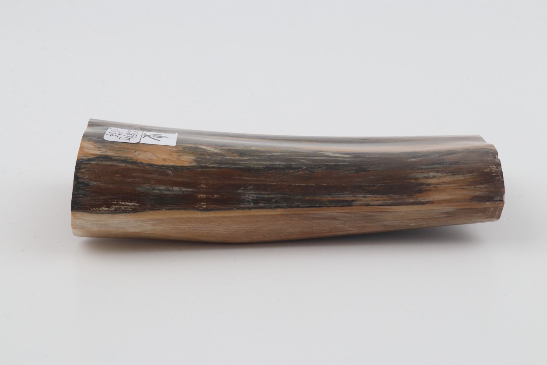 Blue-brown mammoth bark