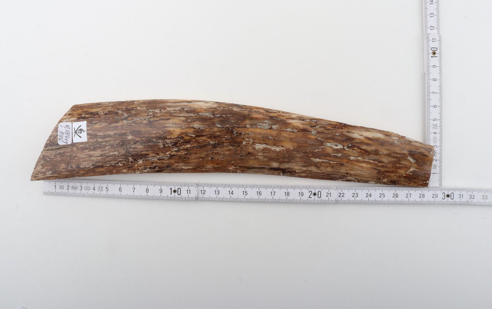 Beige-brown mammoth bark