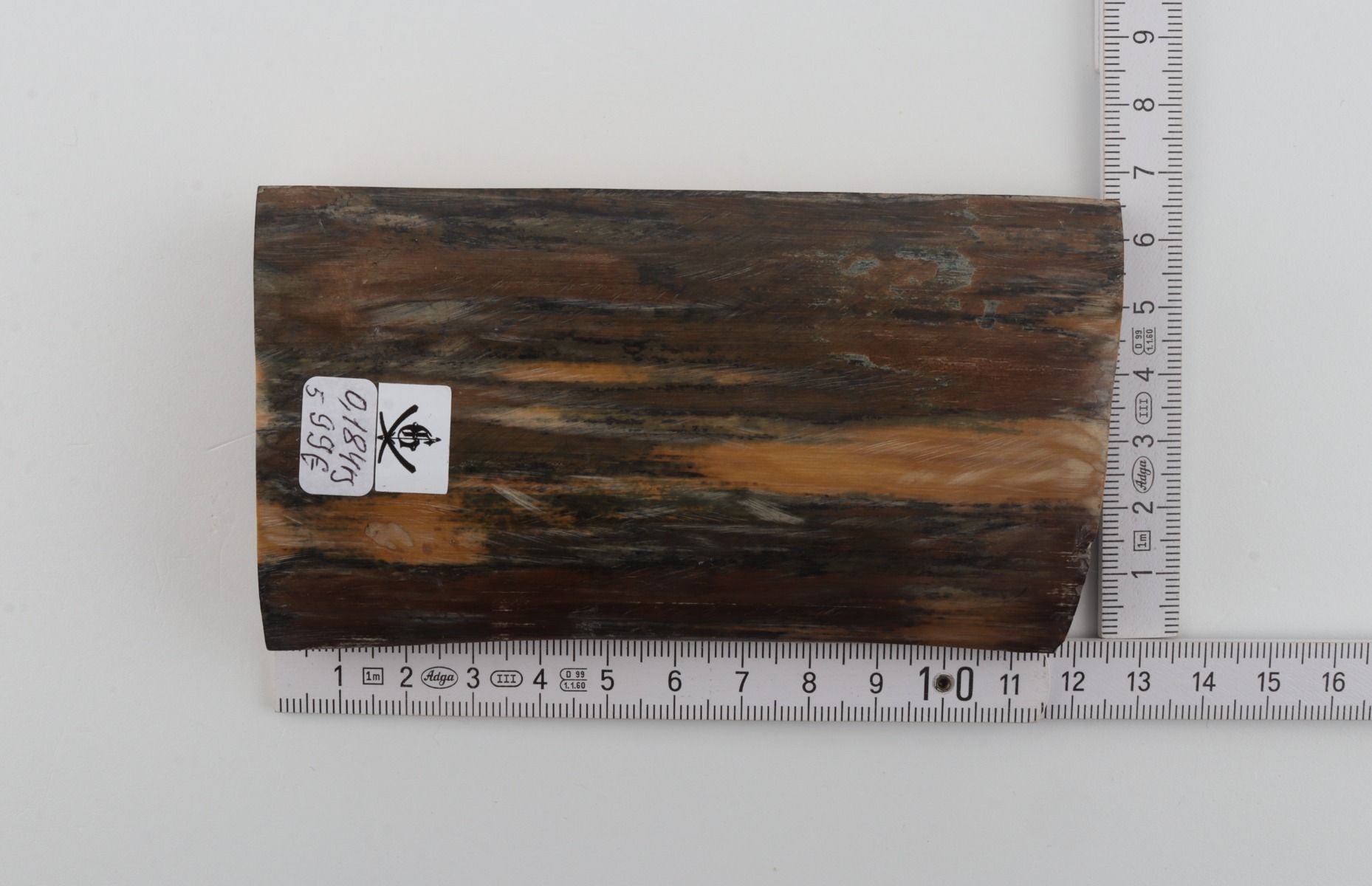 Blue-brown mammoth bark