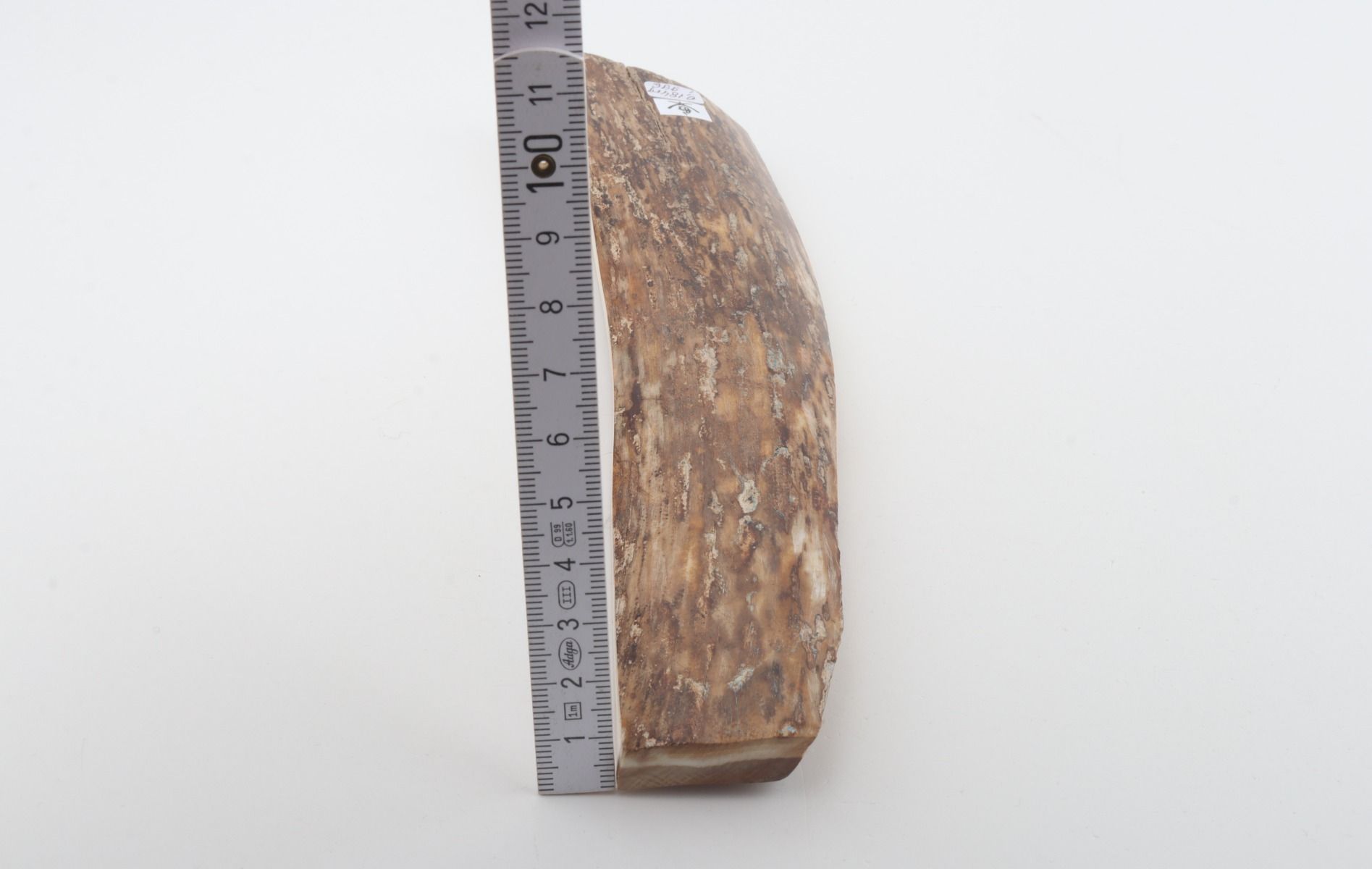Beige-brown mammoth bark