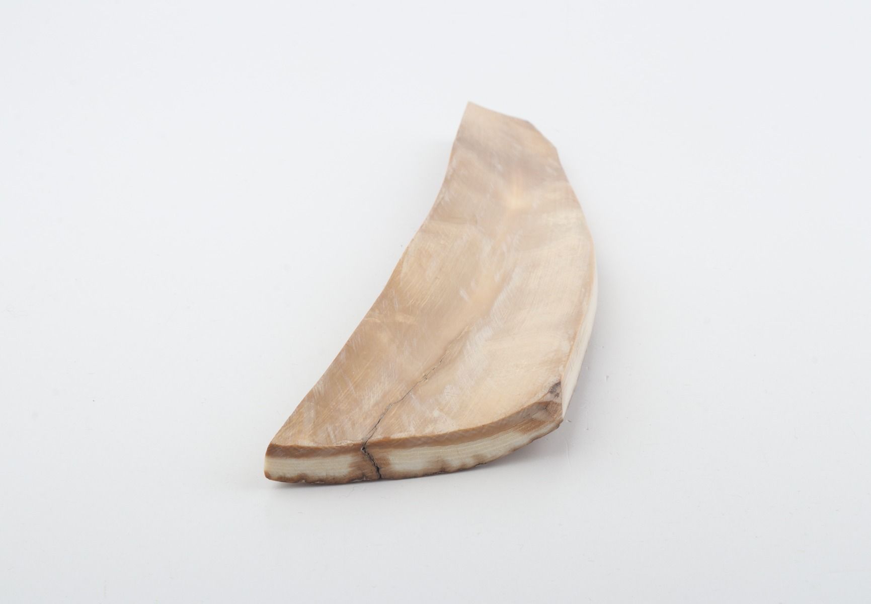 Beige-brown mammoth bark