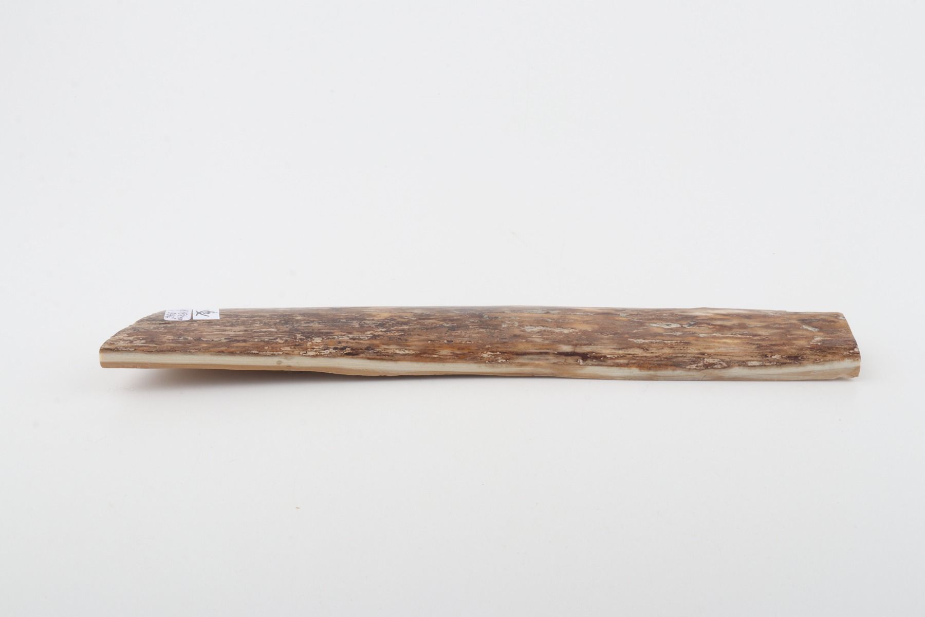 Beige-brown mammoth bark