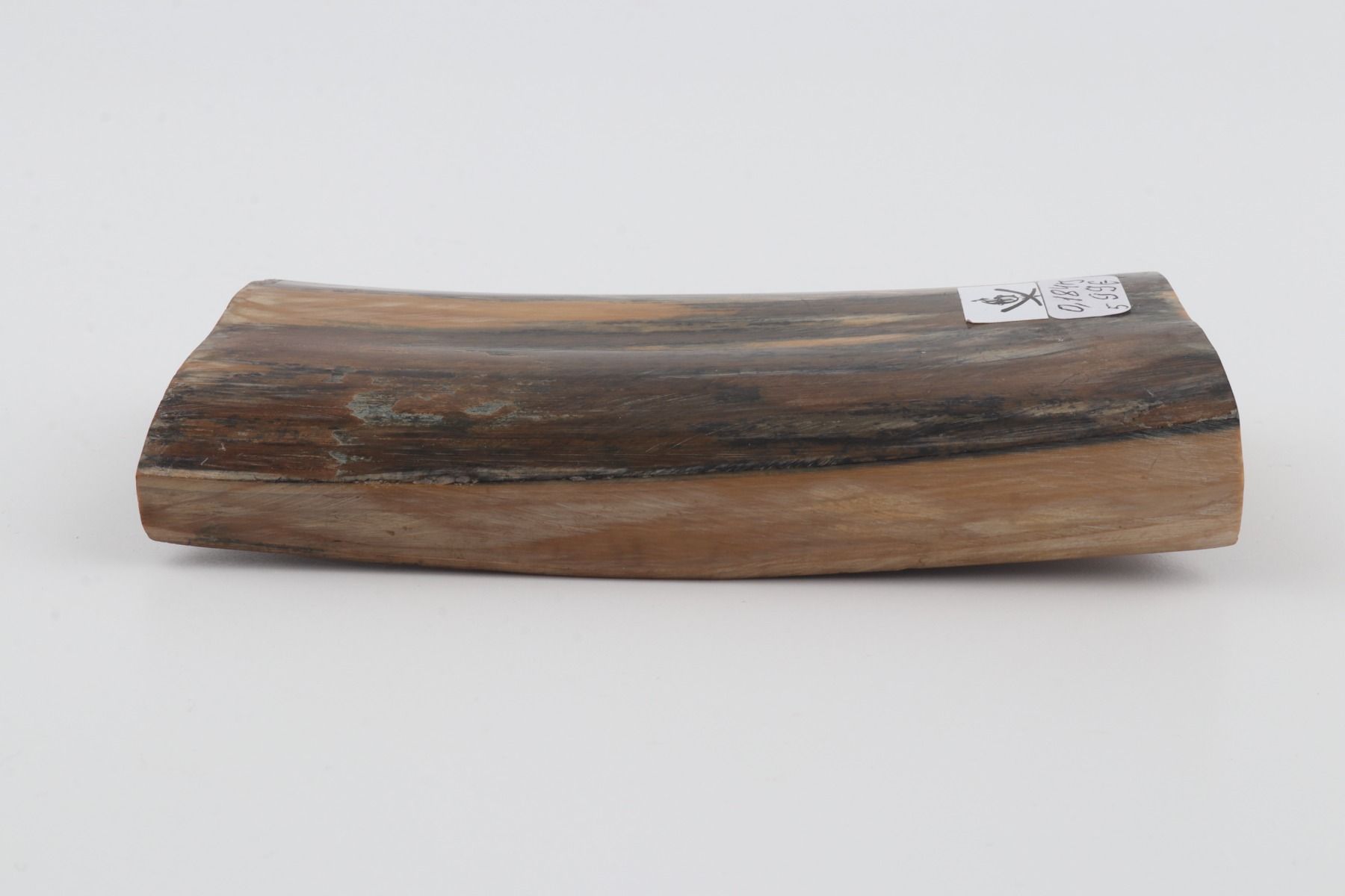 Blue-brown mammoth bark