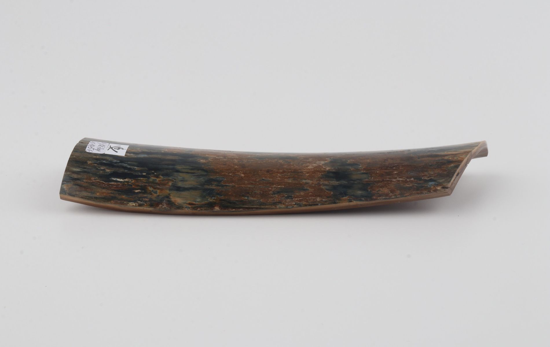 Blue-brown mammoth bark