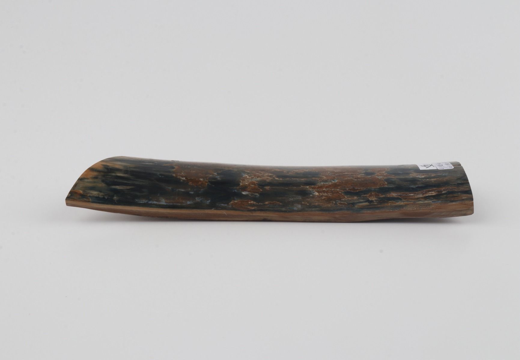 Blue-brown mammoth bark