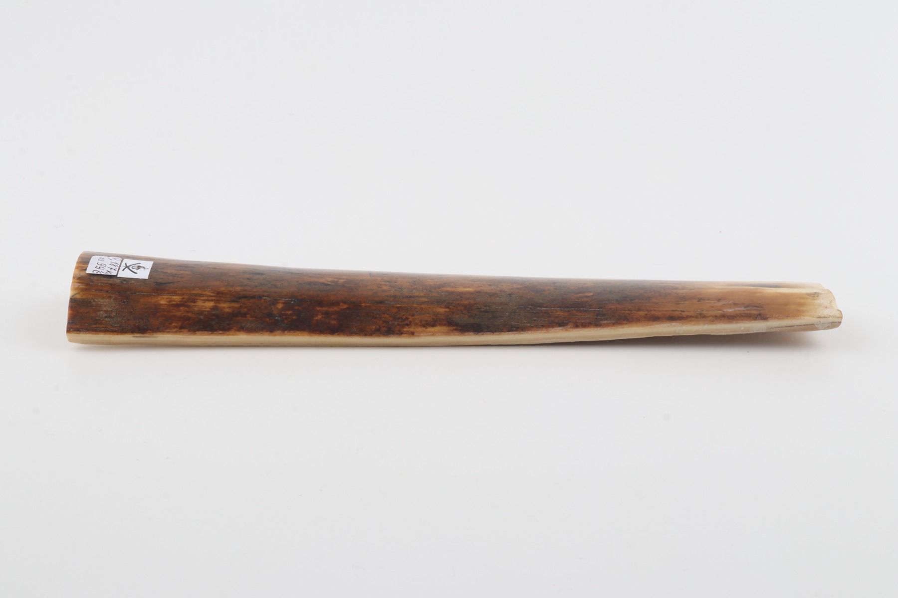 Orange-brown mammoth bark