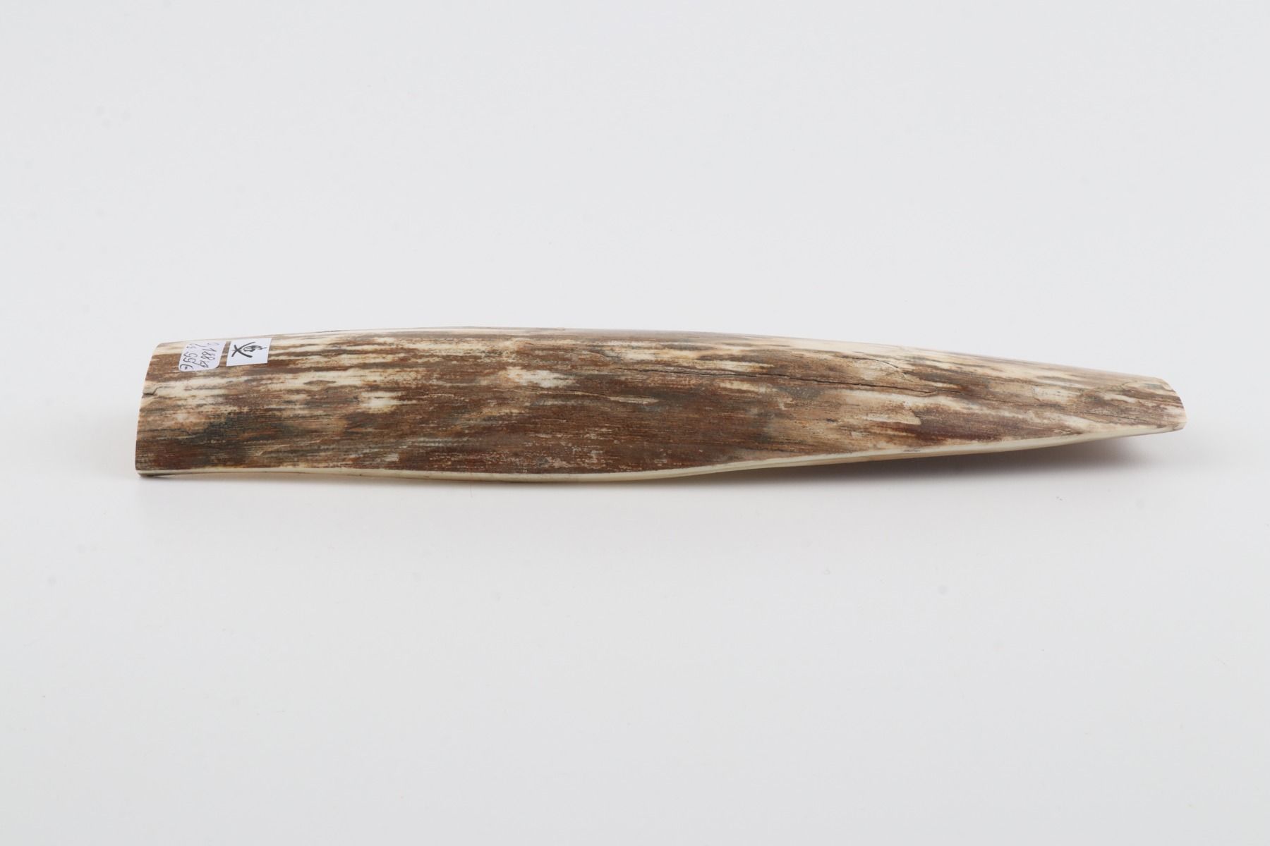 Beige-white mammoth bark