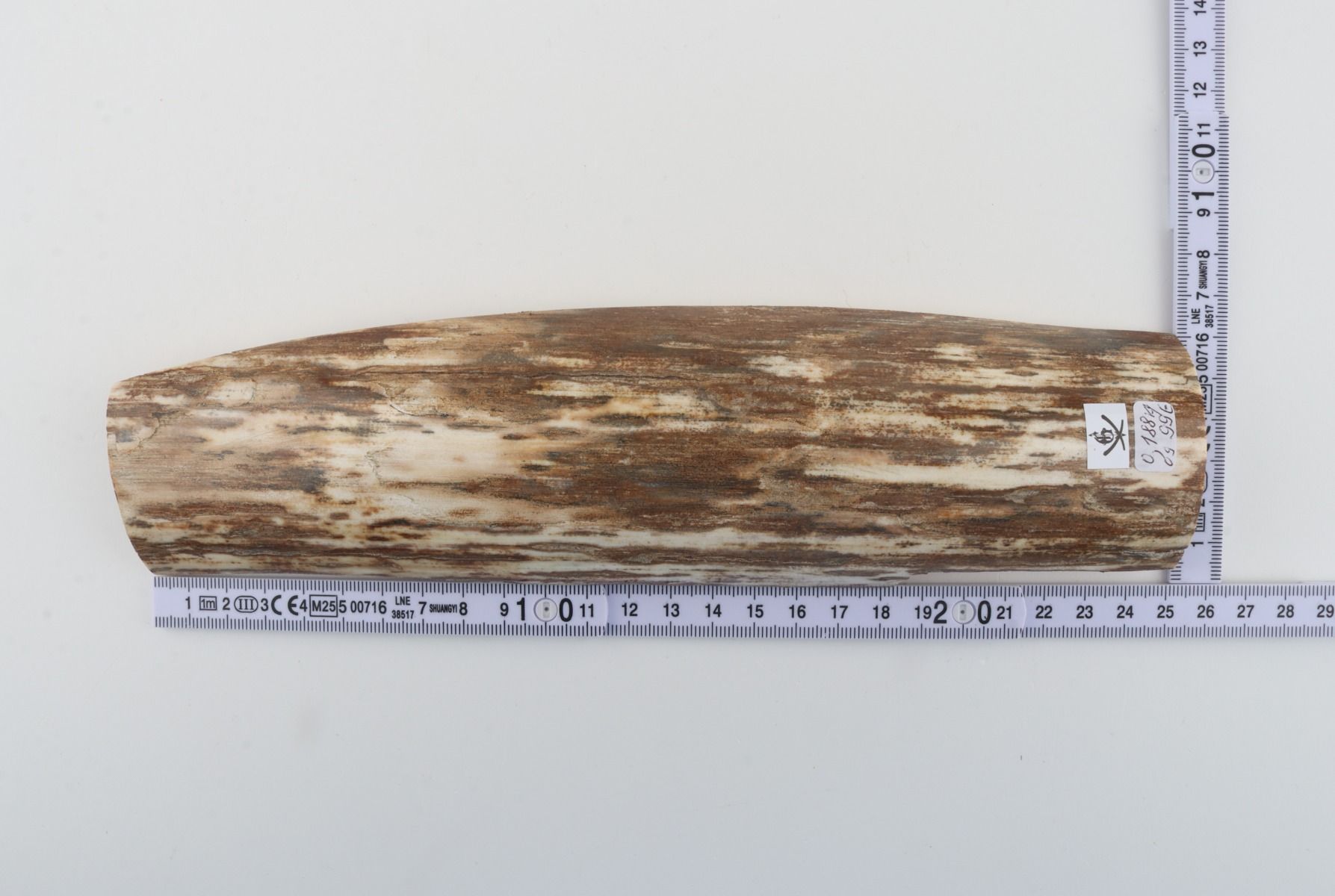 Beige-white mammoth bark