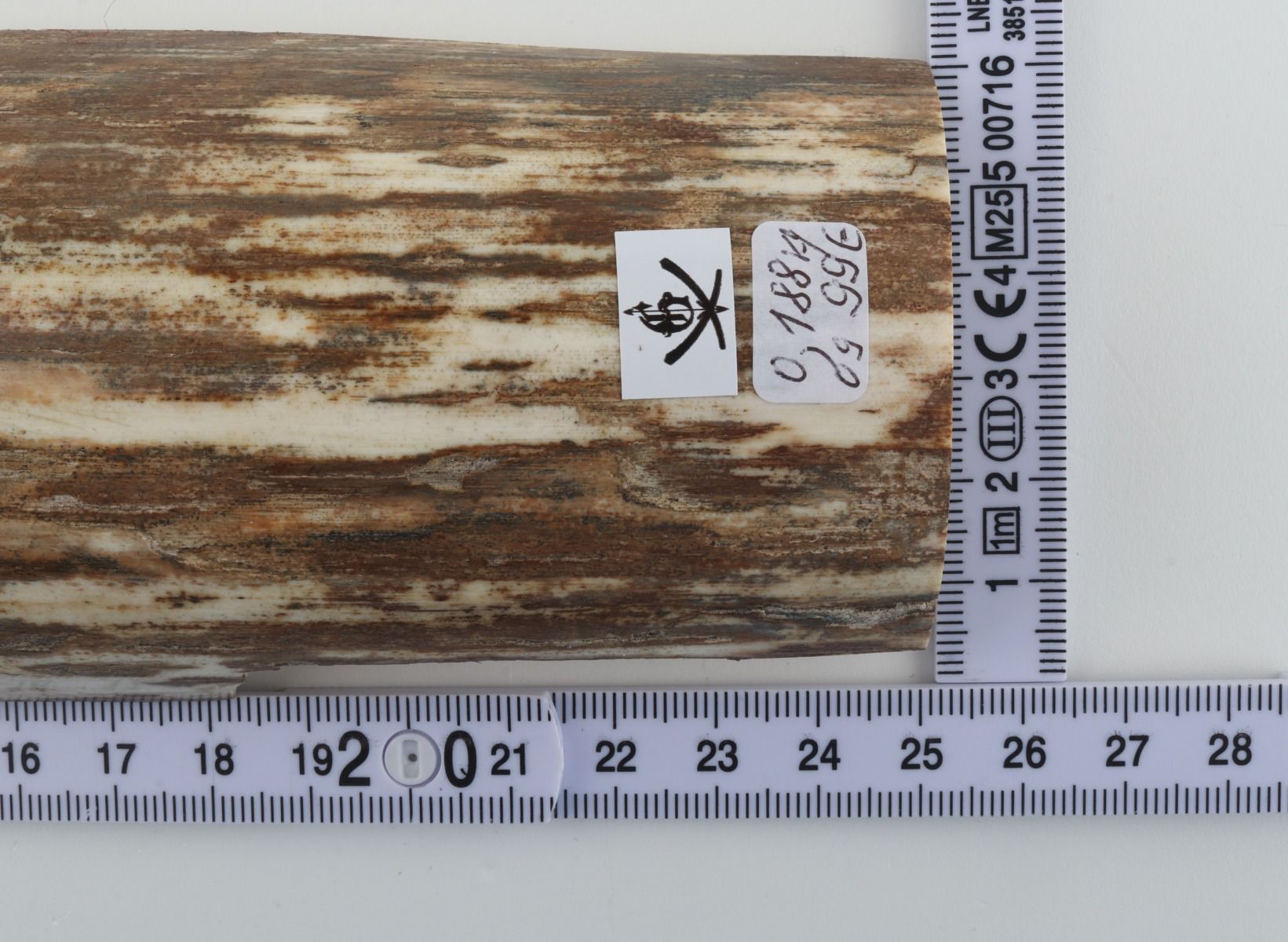 Beige-white mammoth bark