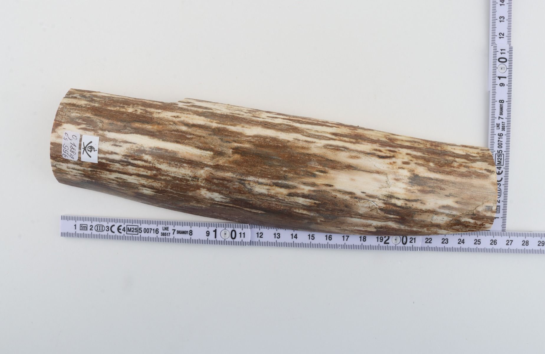 Beige-white mammoth bark