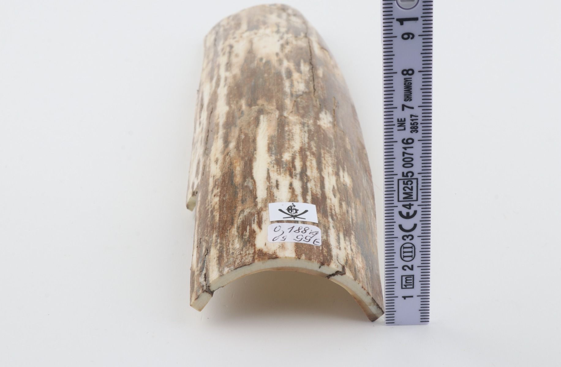 Beige-white mammoth bark
