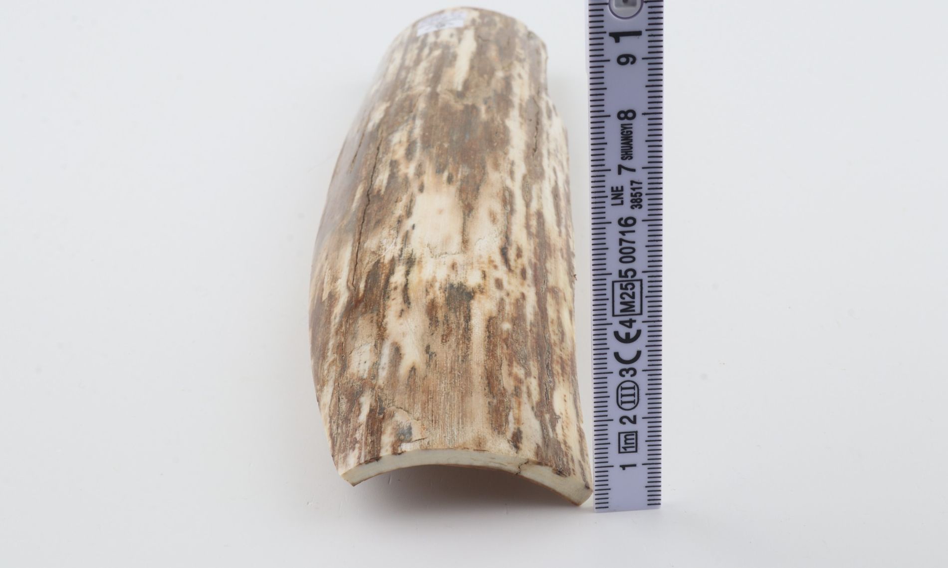 Beige-white mammoth bark
