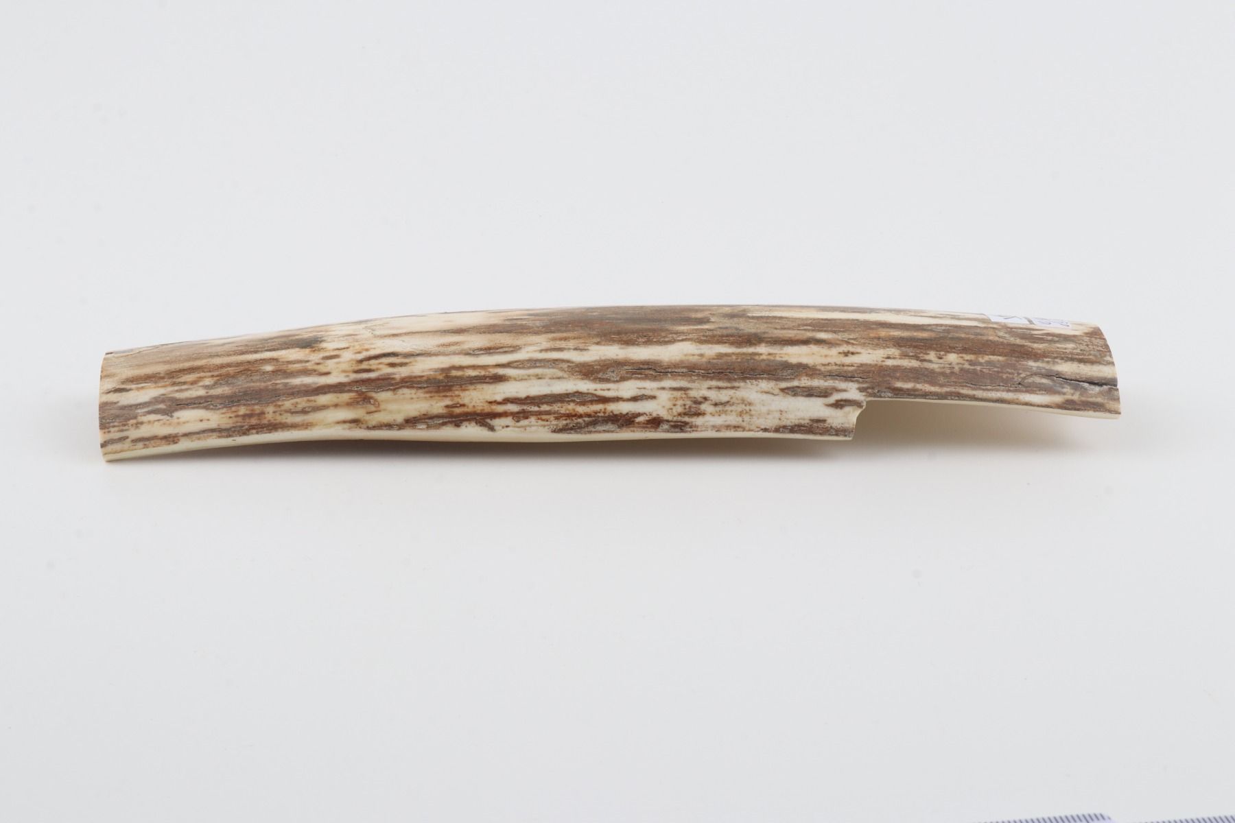 Beige-white mammoth bark