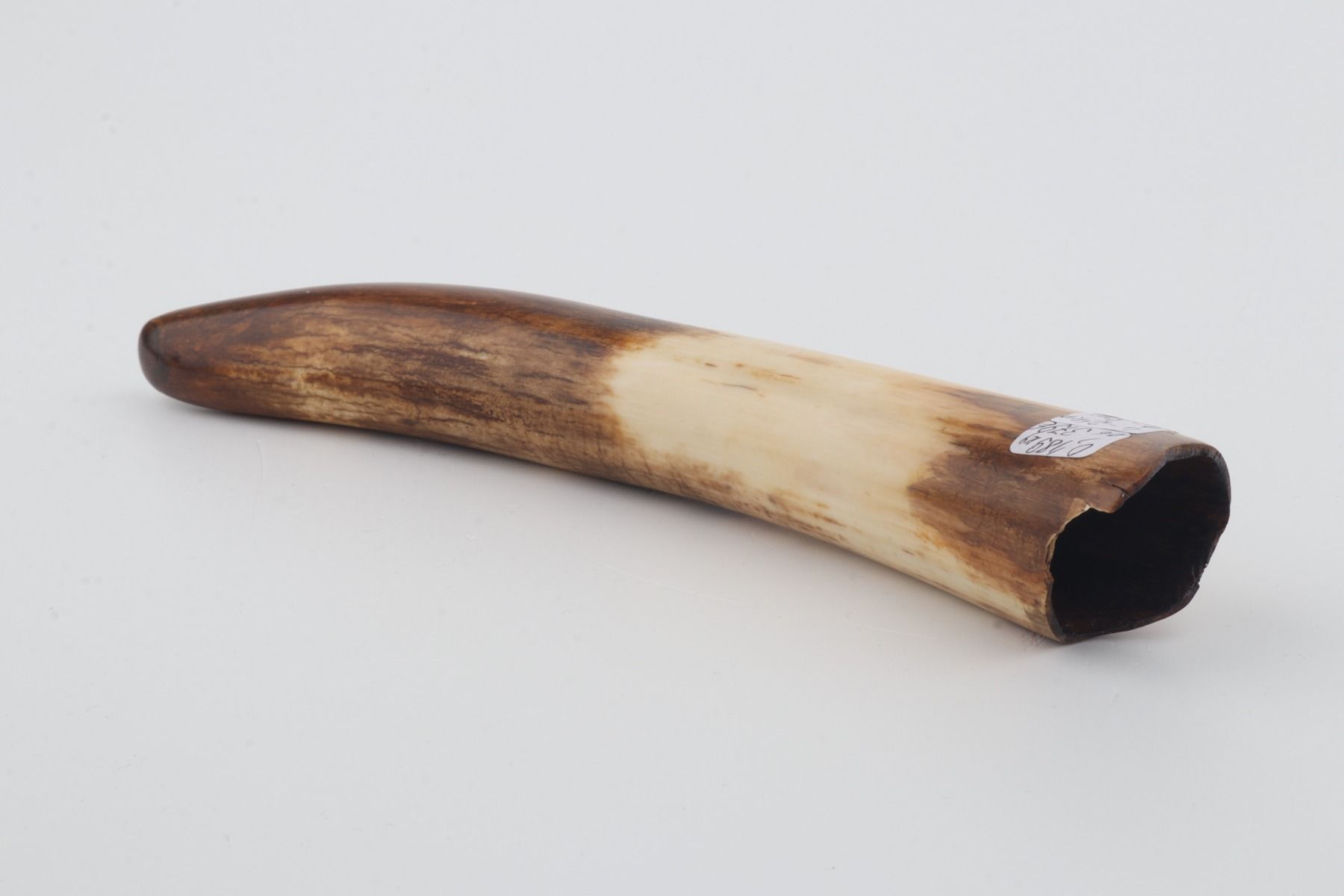 Restored woolly mammoth tusk