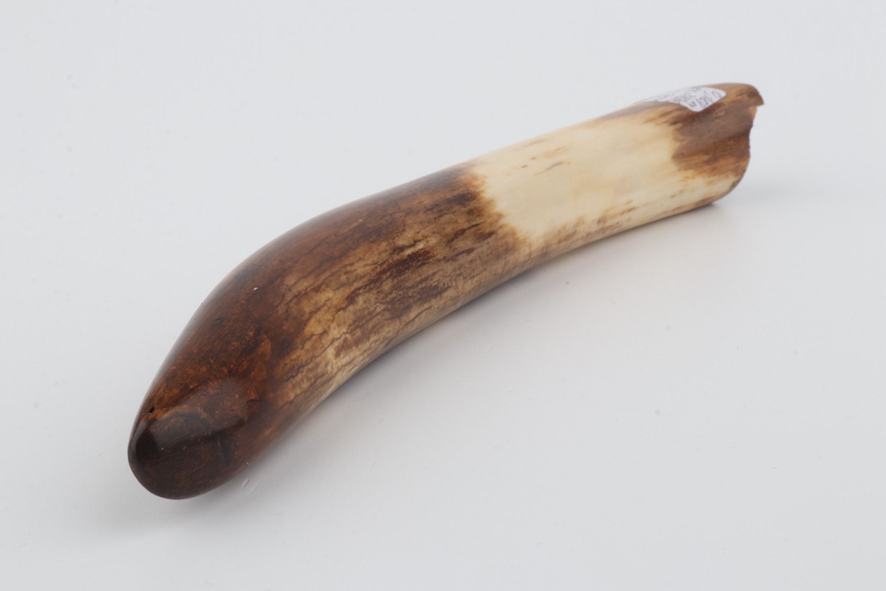 Restored woolly mammoth tusk