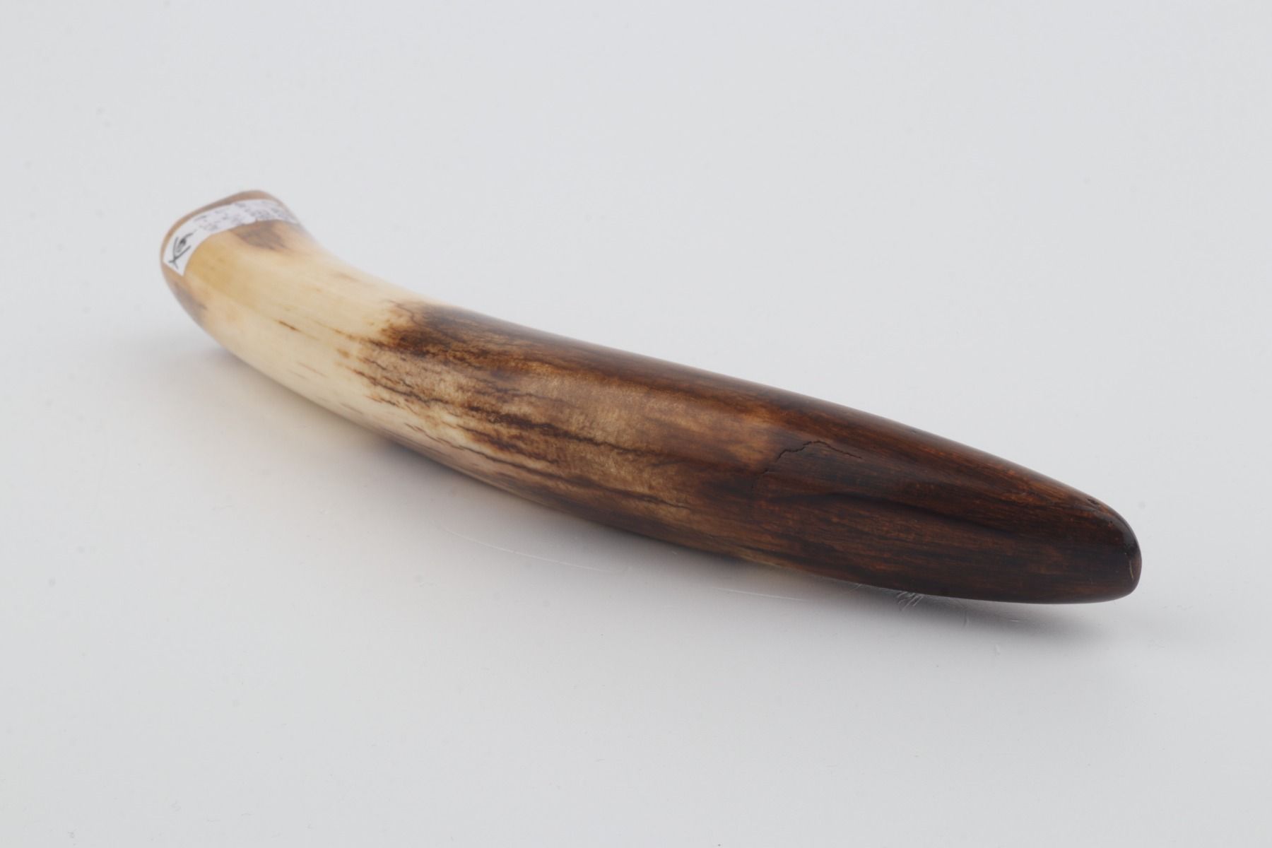 Restored woolly mammoth tusk