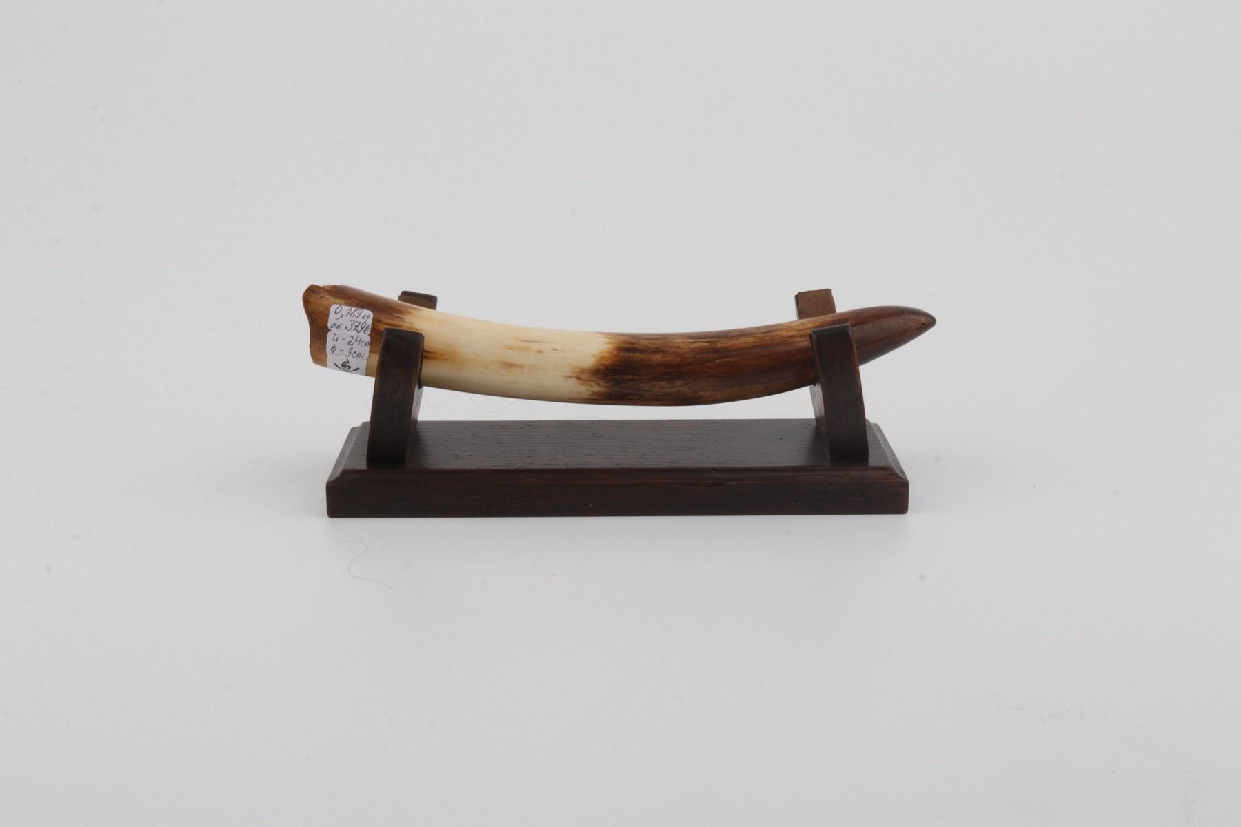 Restored woolly mammoth tusk