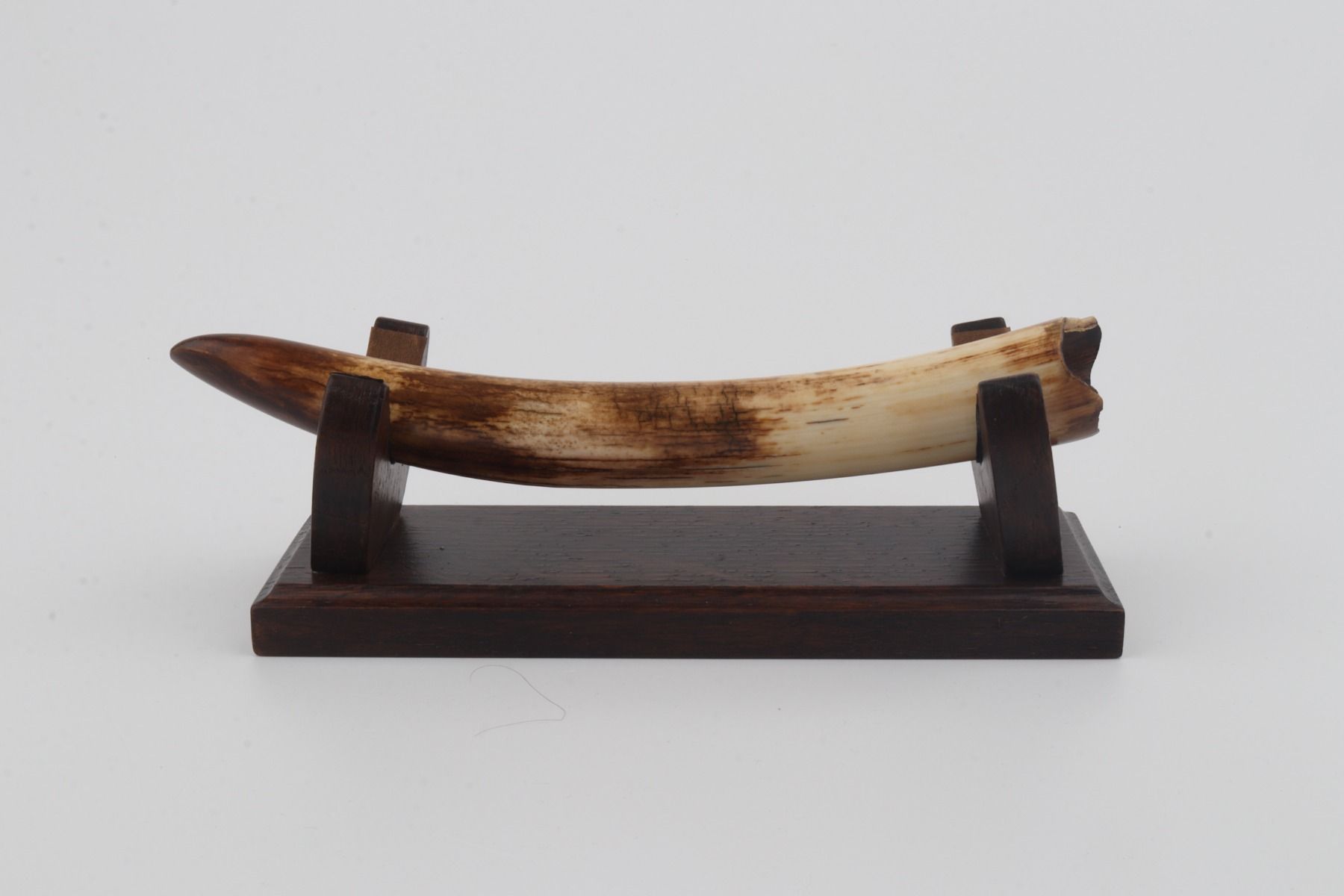 Restored woolly mammoth tusk