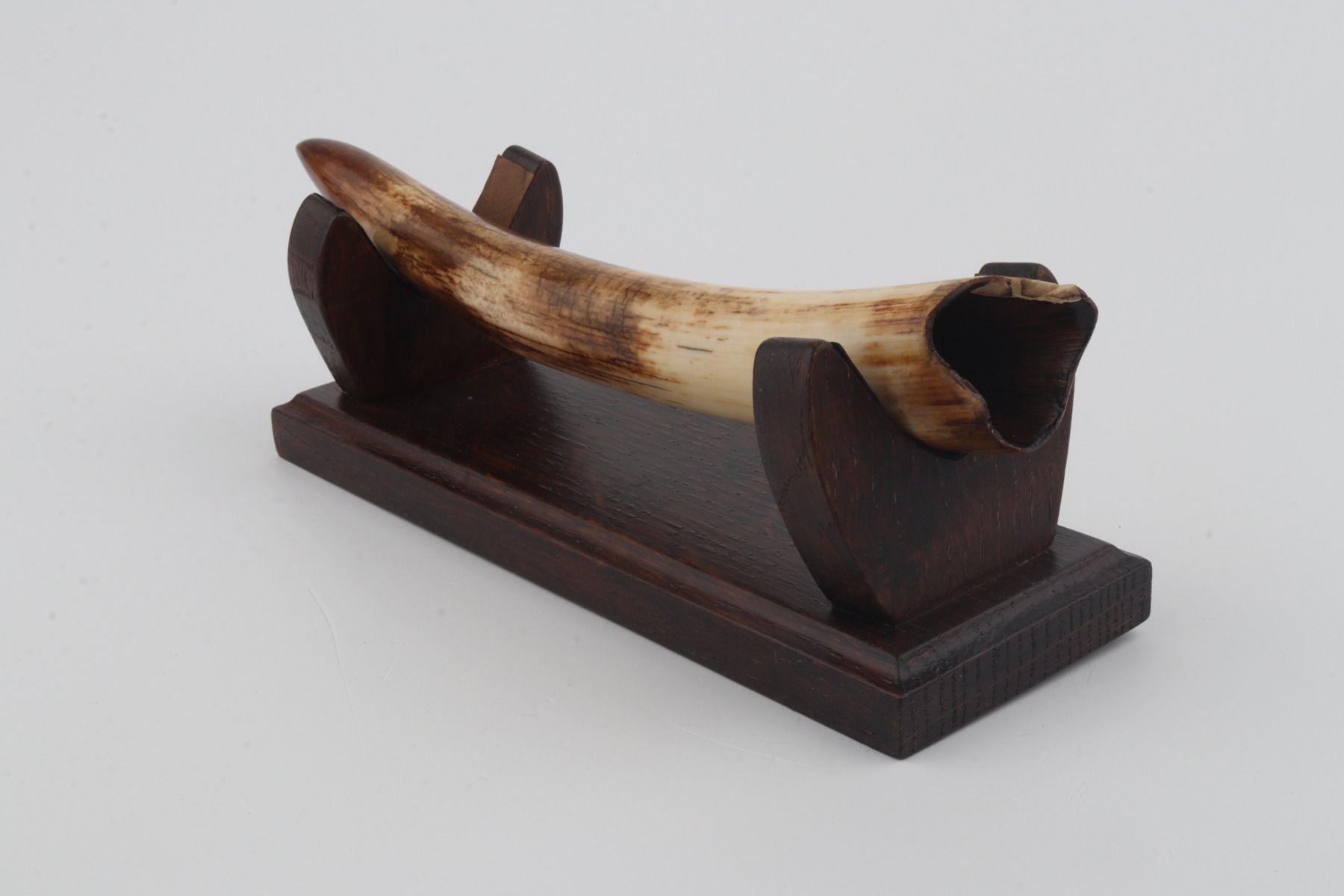 Restored woolly mammoth tusk