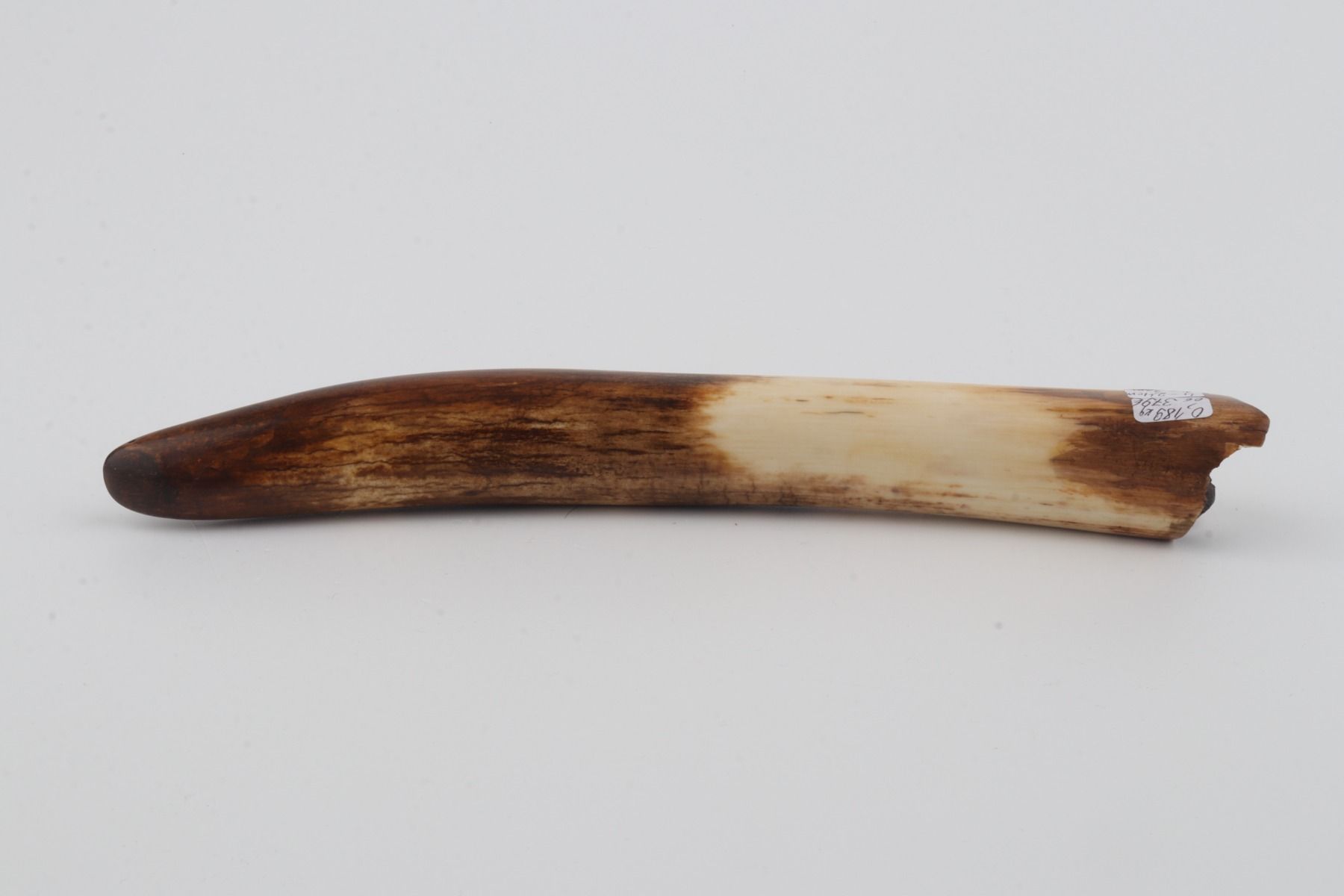 Restored woolly mammoth tusk