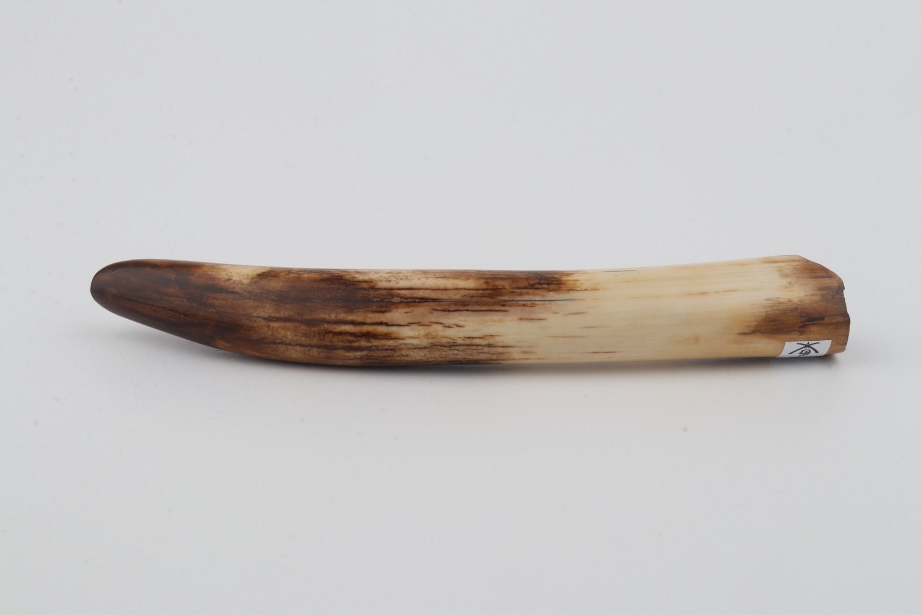 Restored woolly mammoth tusk