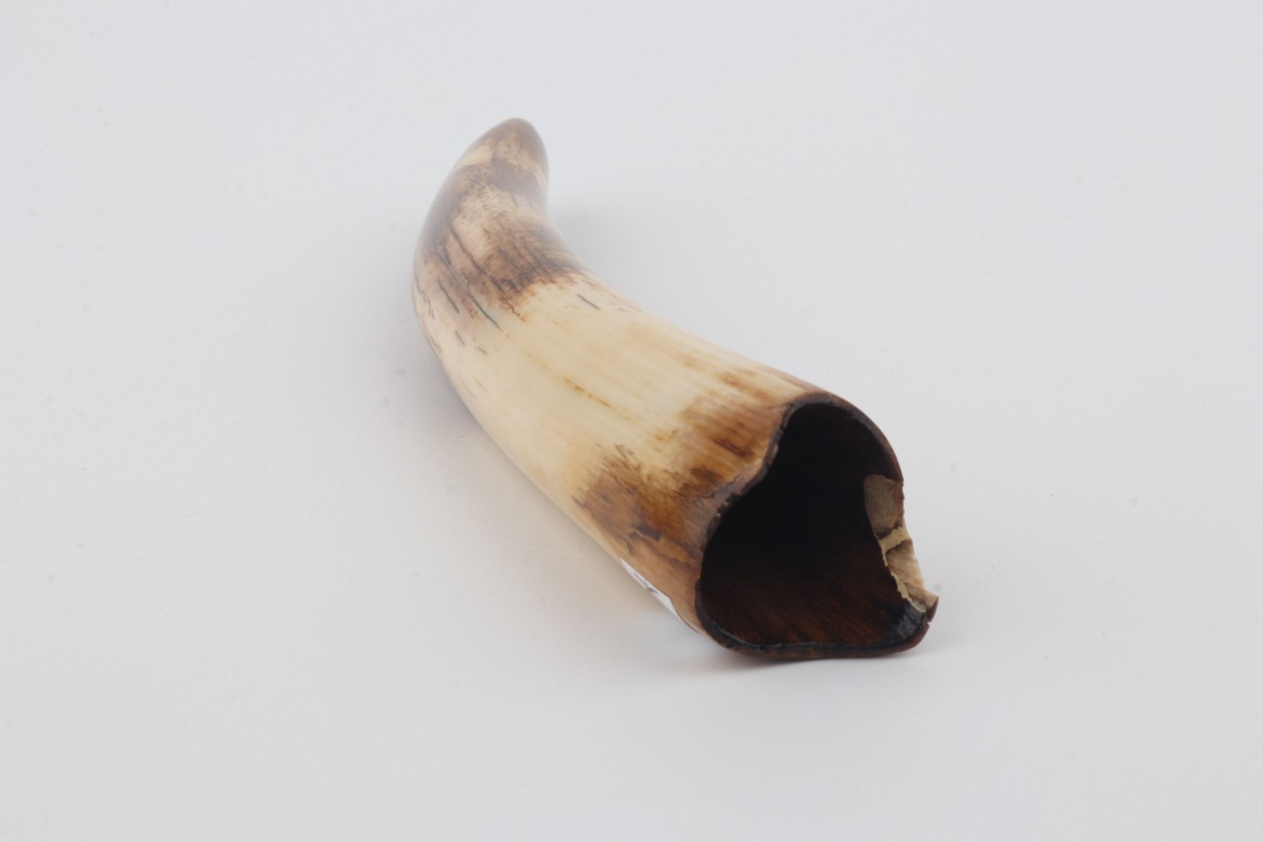 Restored woolly mammoth tusk