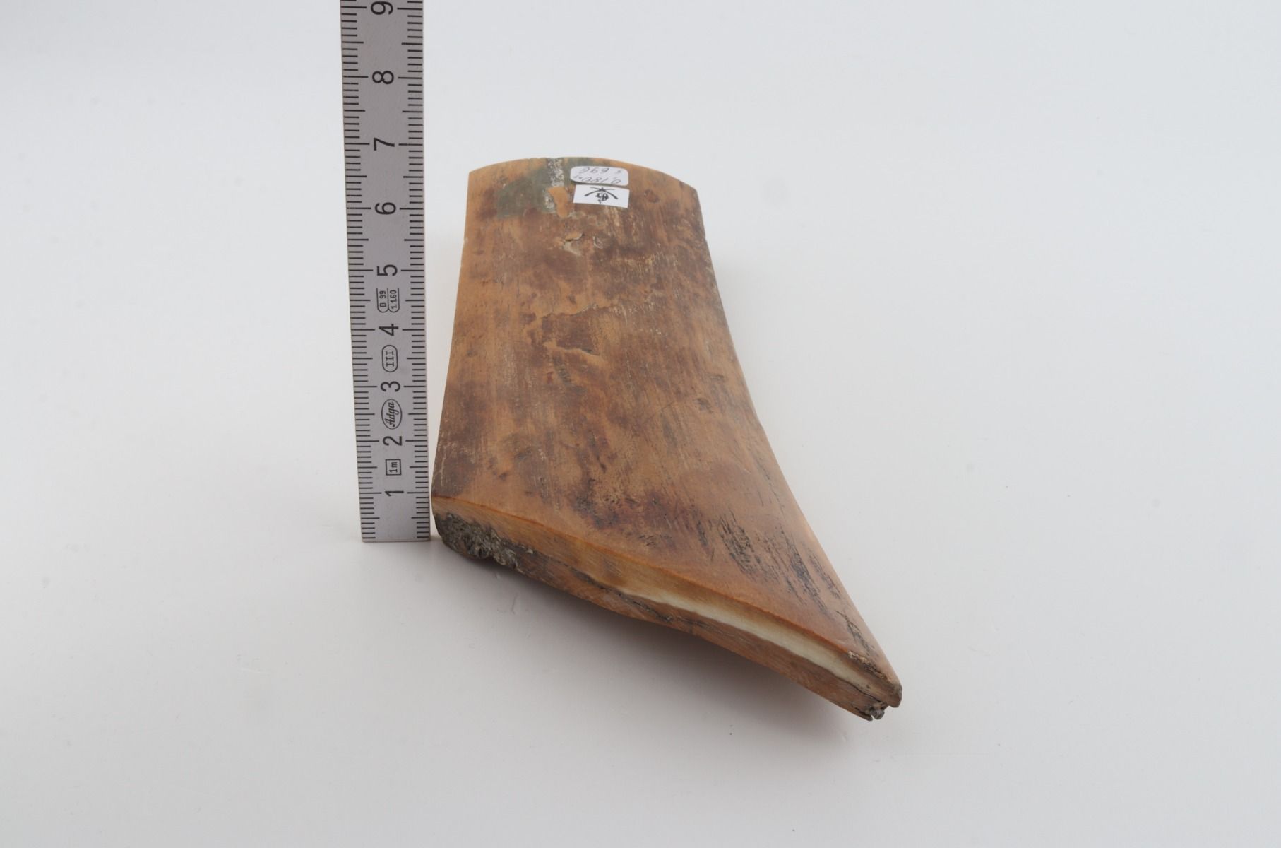 Brown-mustard mammoth bark