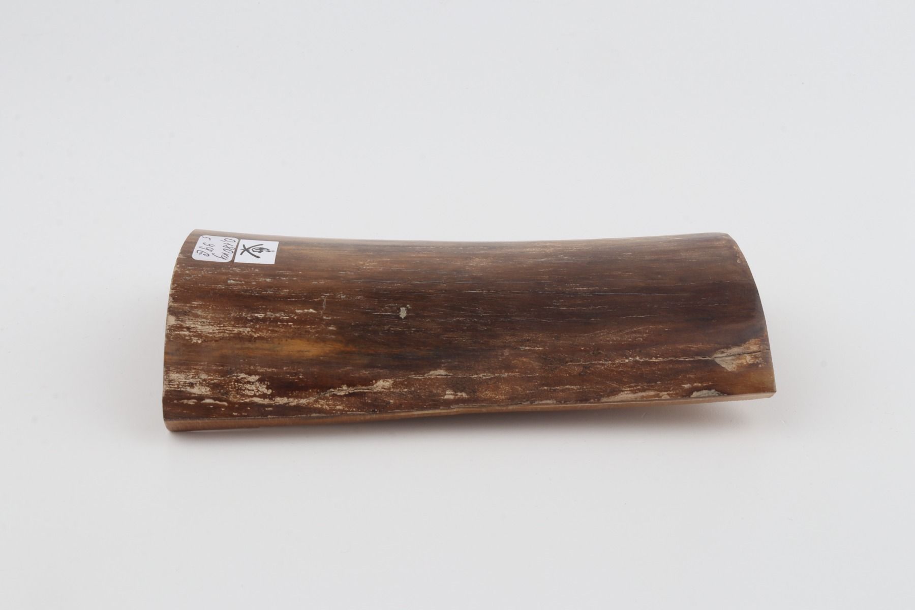 Brown mammoth bark