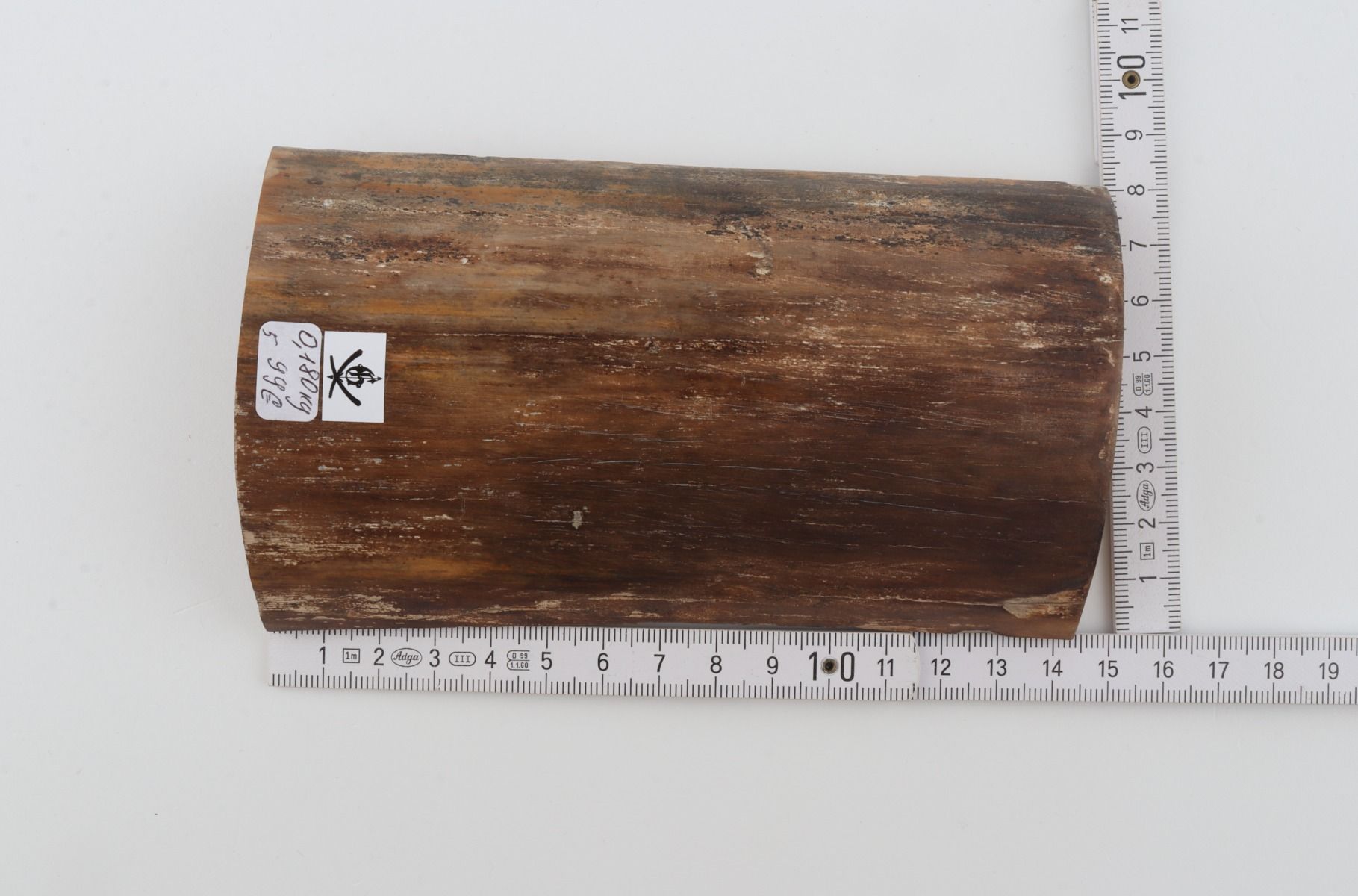 Brown mammoth bark