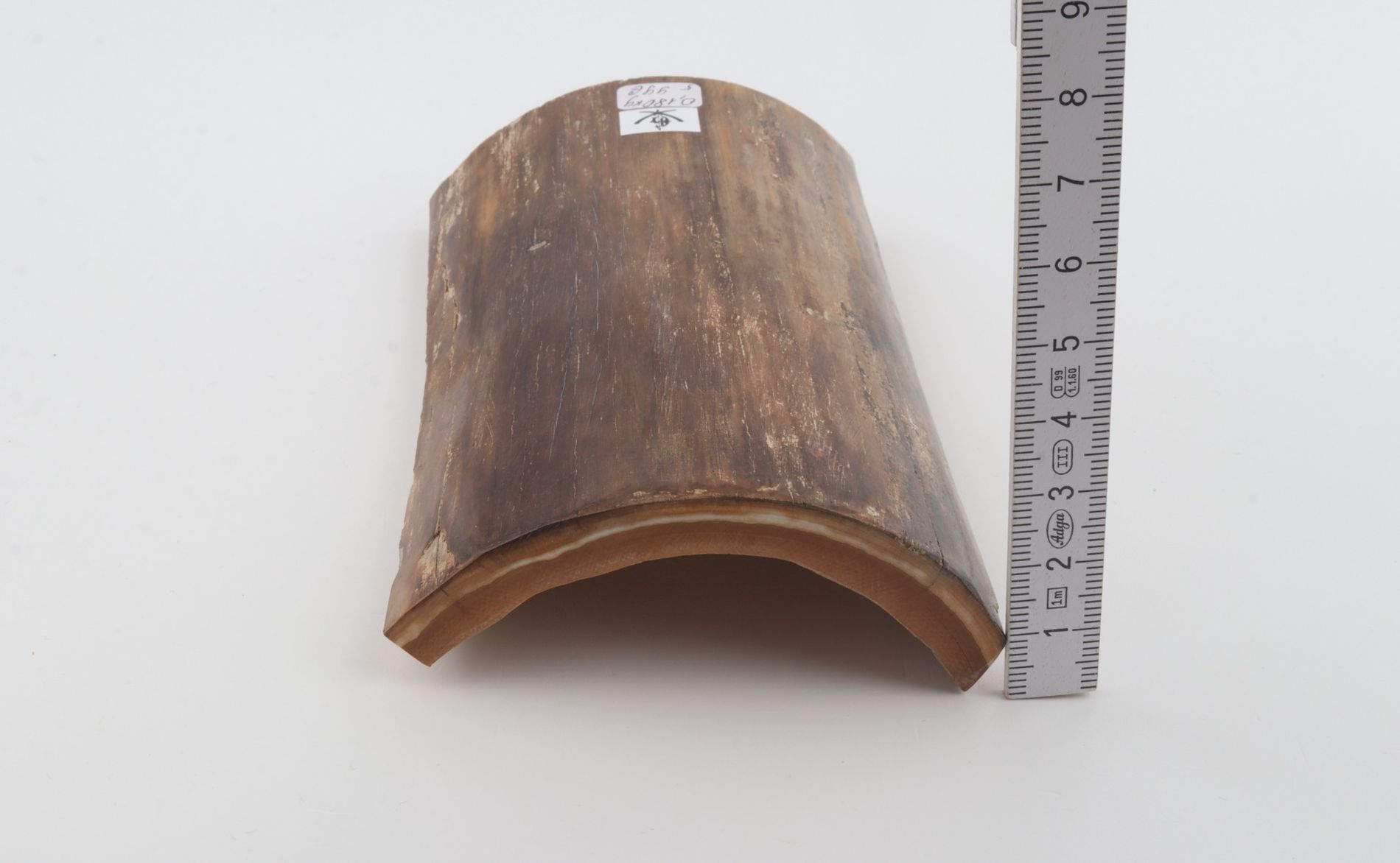 Brown mammoth bark