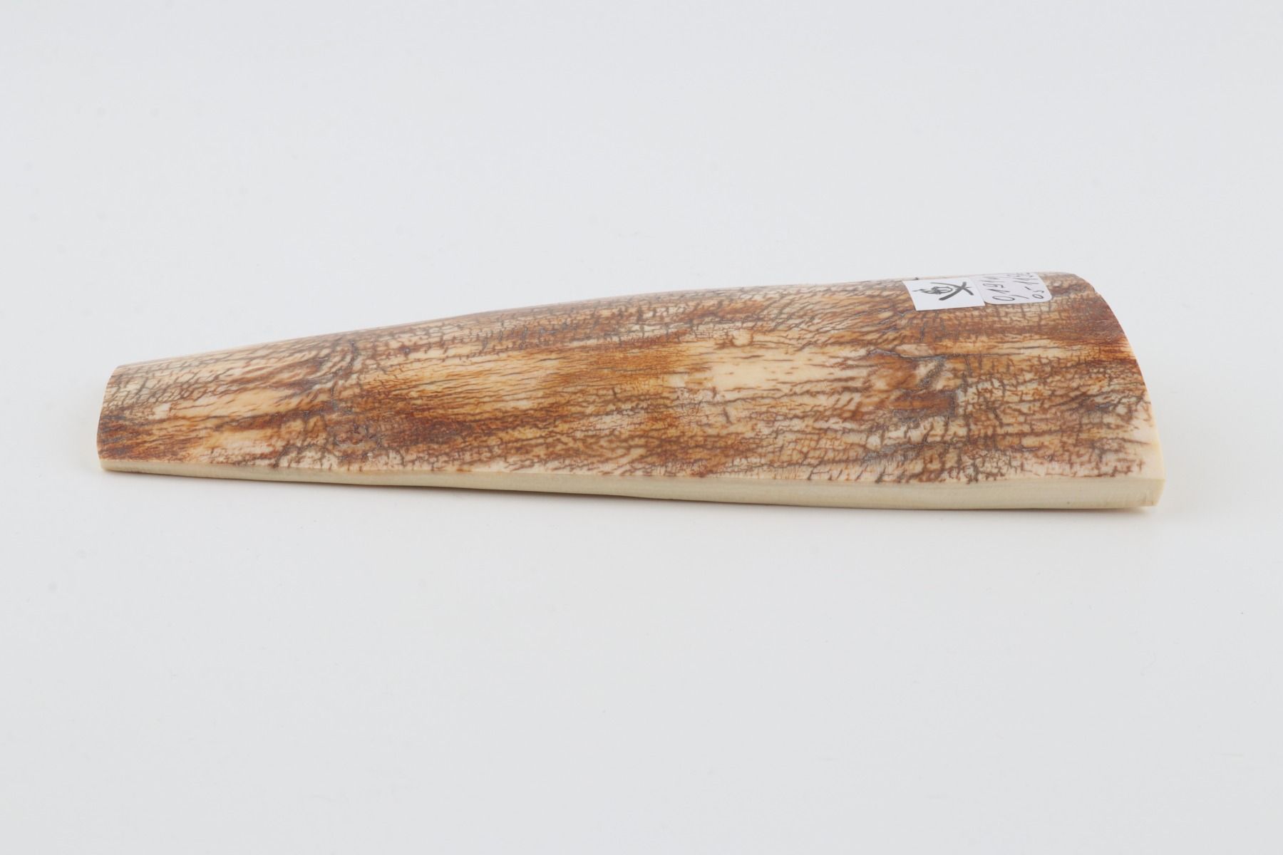 Orange mammoth bark