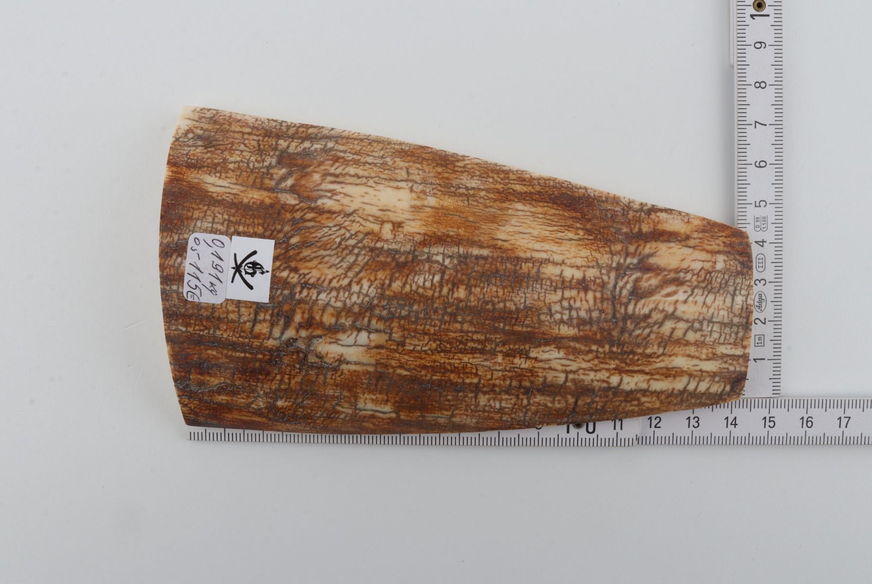 Orange mammoth bark