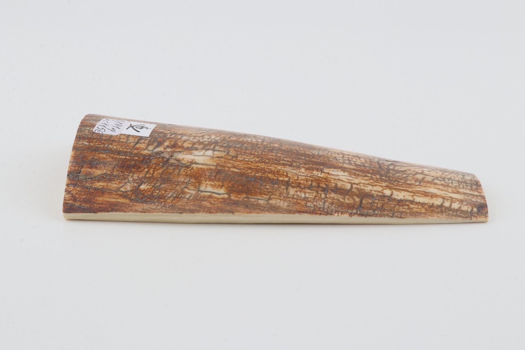 Orange mammoth bark