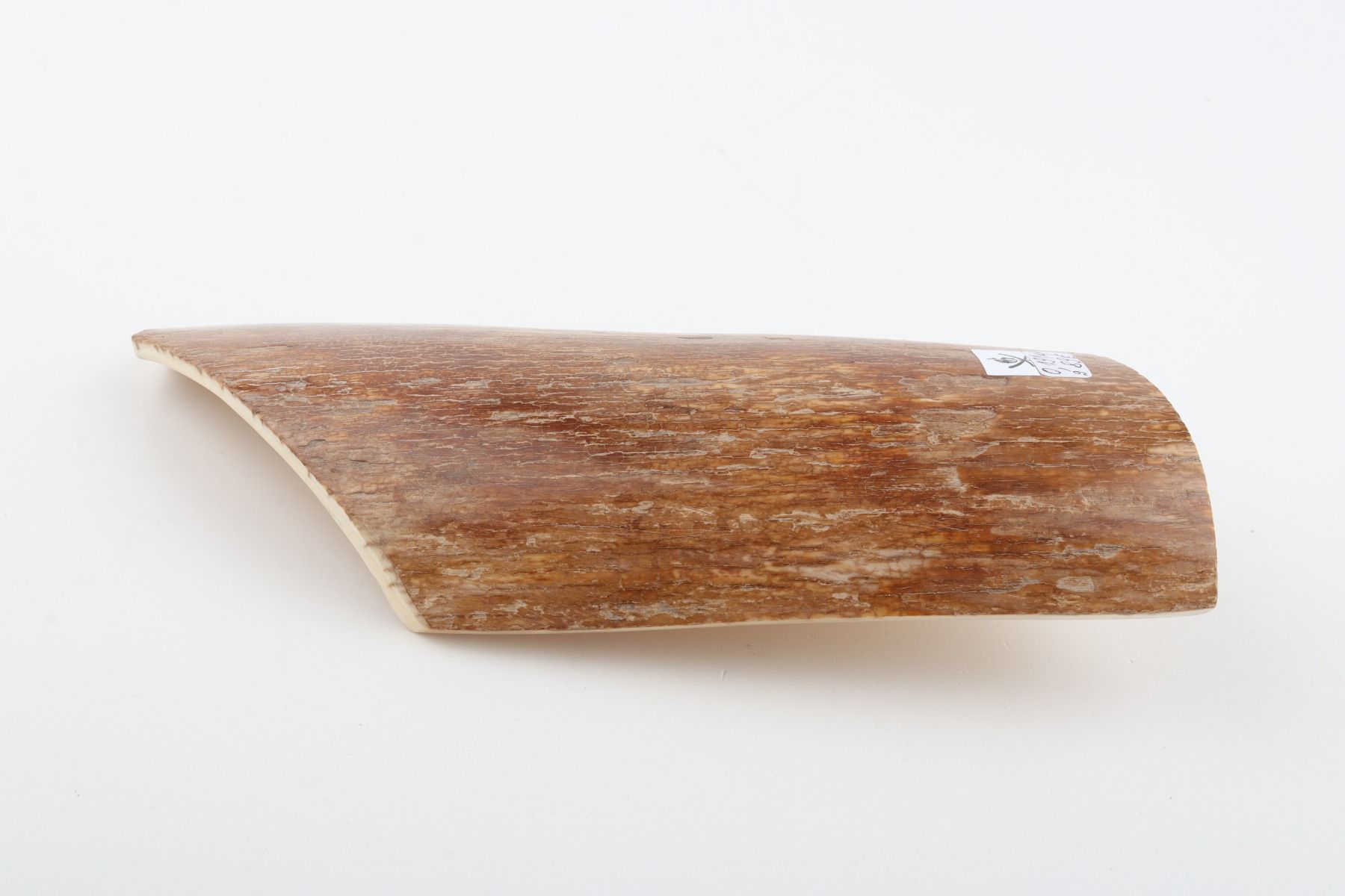 Caramel mammoth bark
