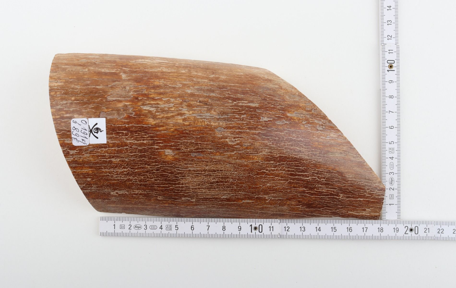 Caramel mammoth bark