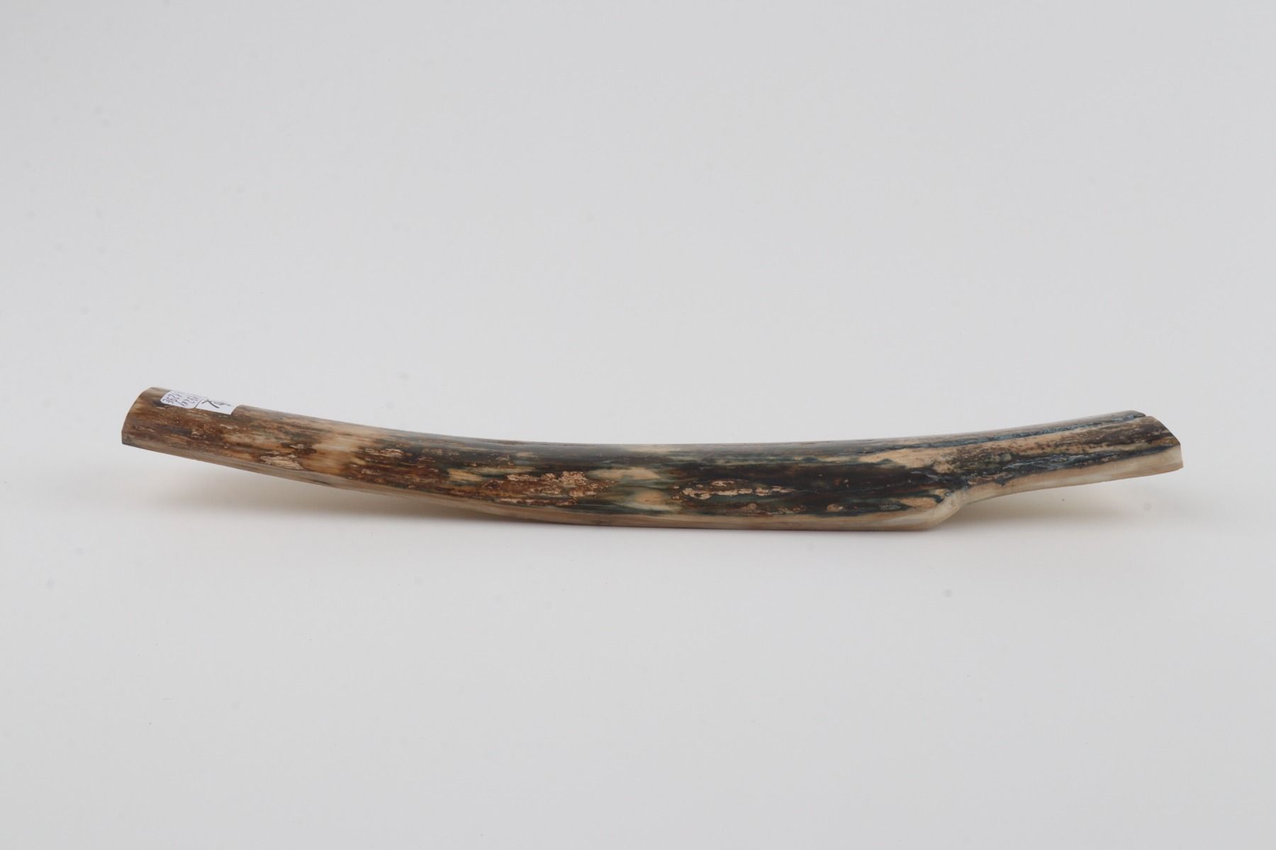 Natural woolly mammoth bark
