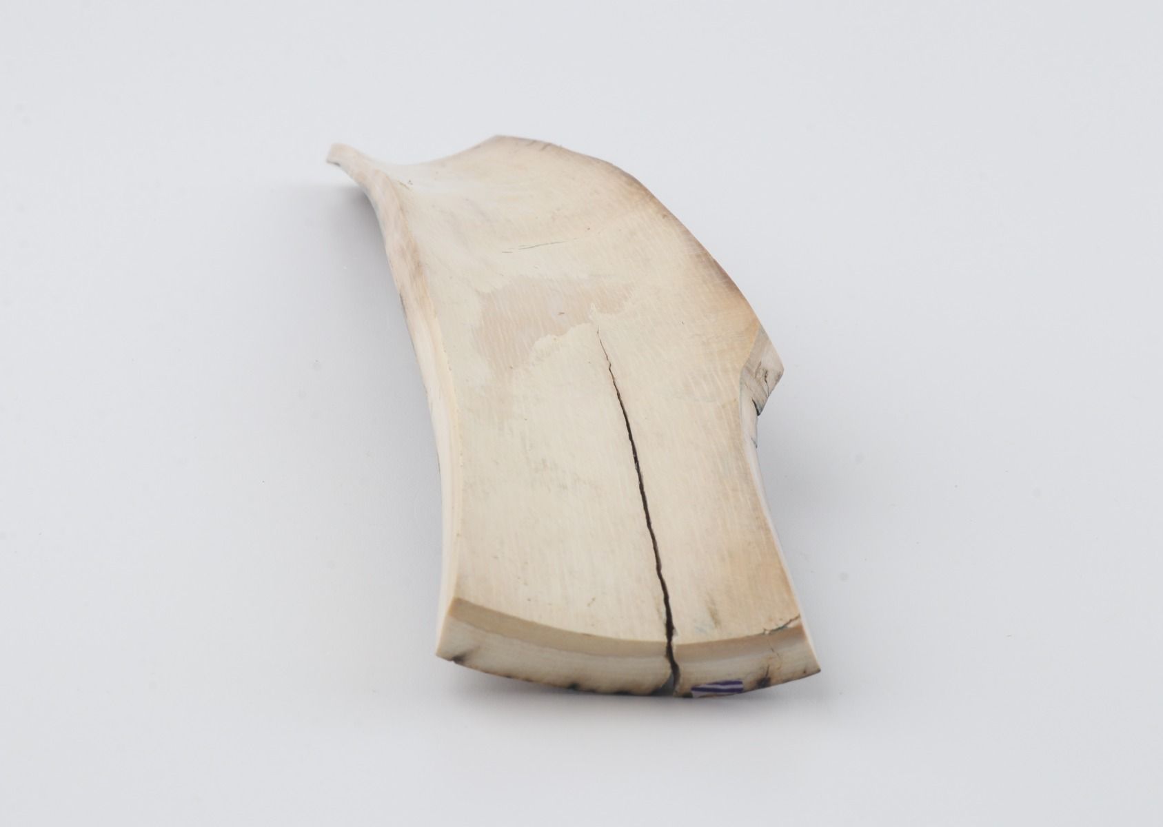 Natural woolly mammoth bark