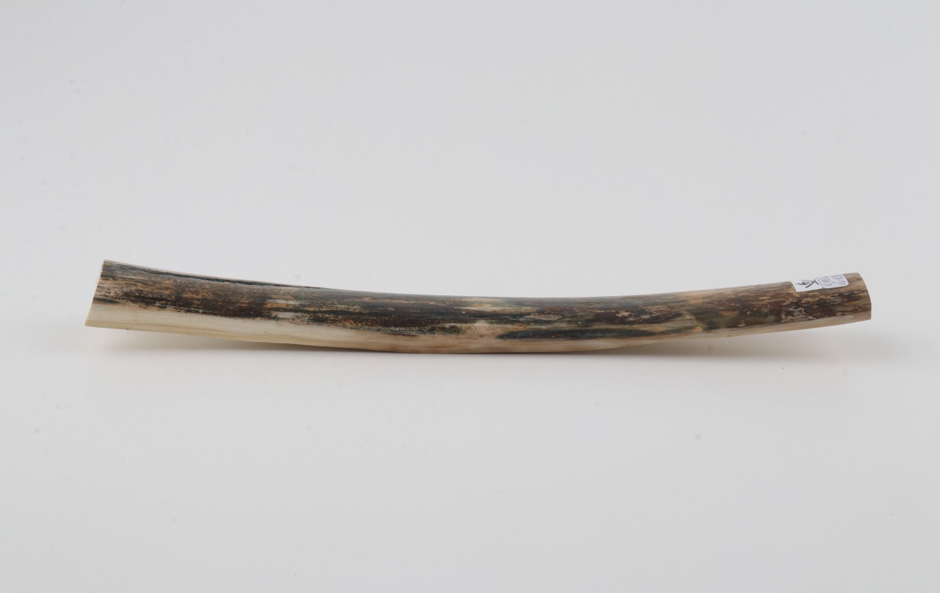 Natural woolly mammoth bark