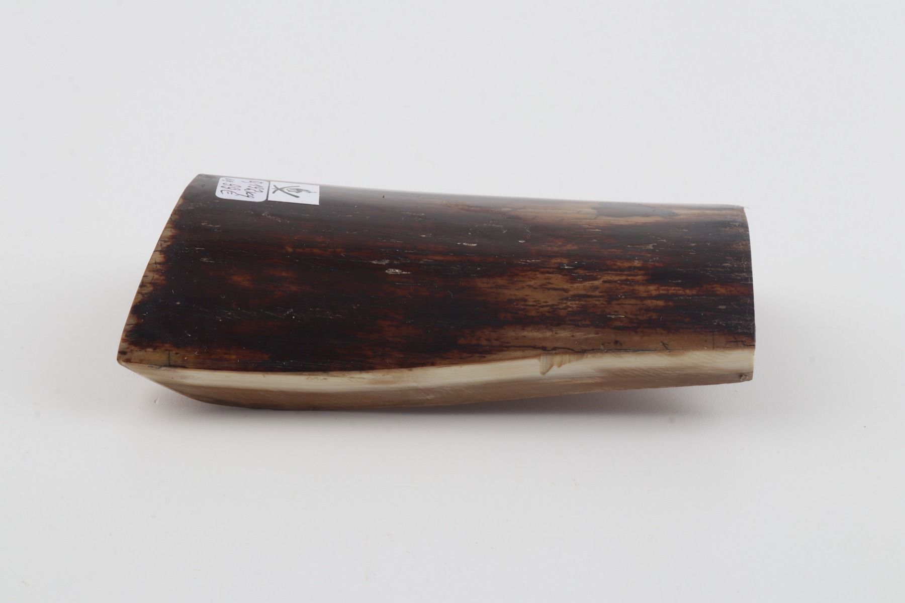 Brown mammoth bark