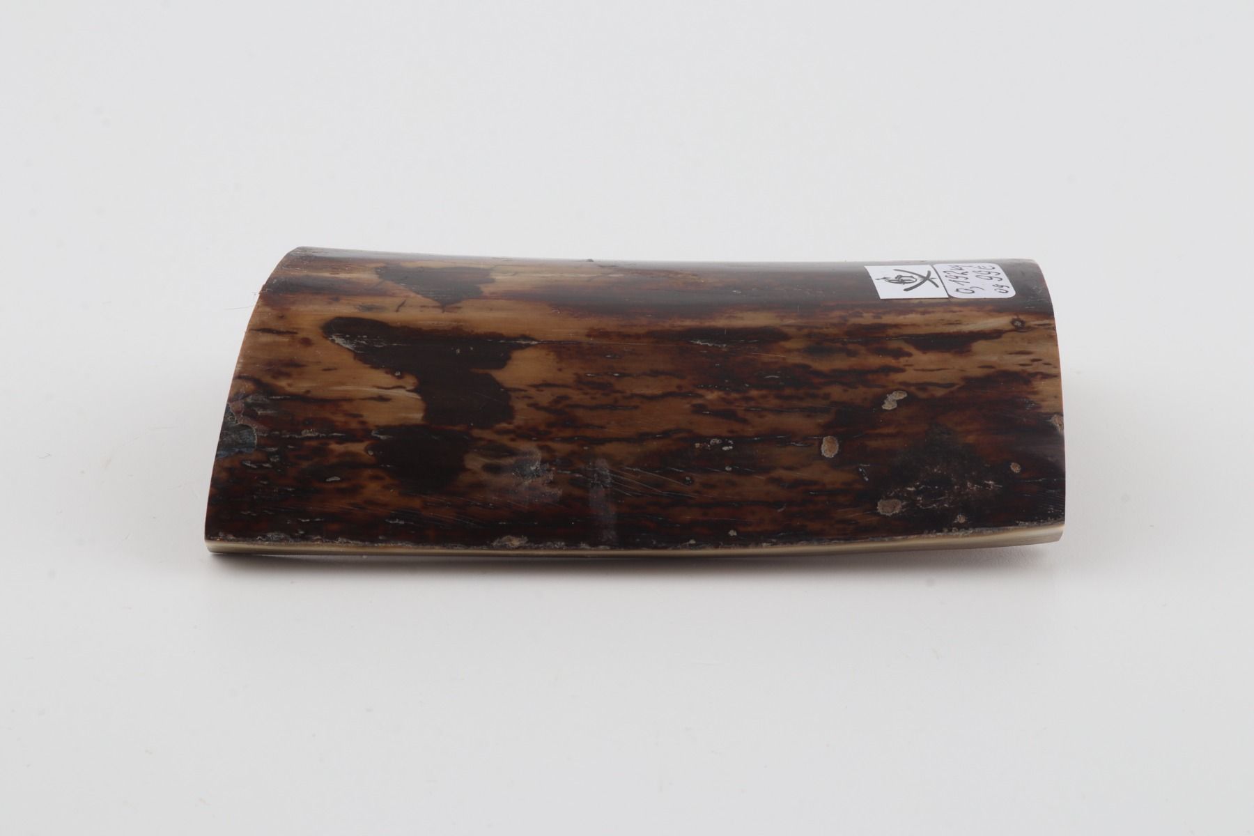 Brown mammoth bark