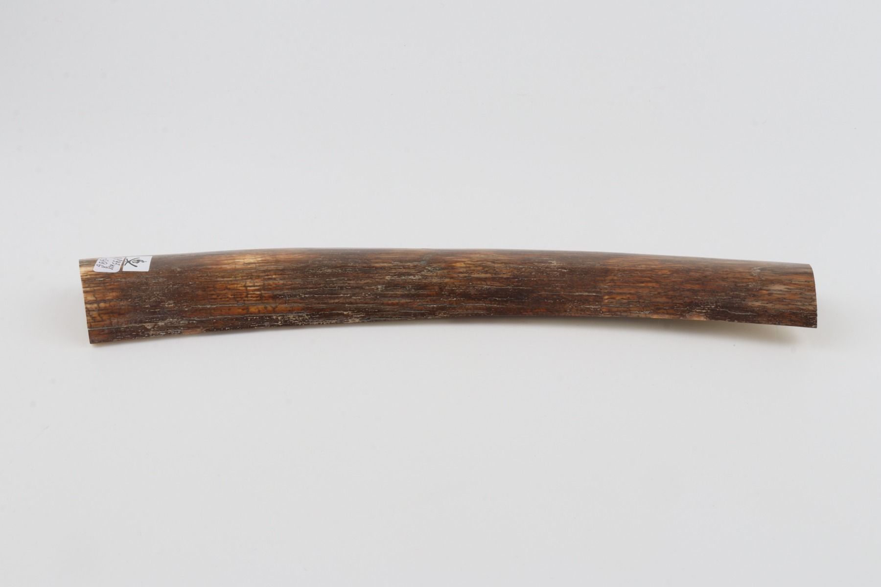 Brown-green mammoth bark