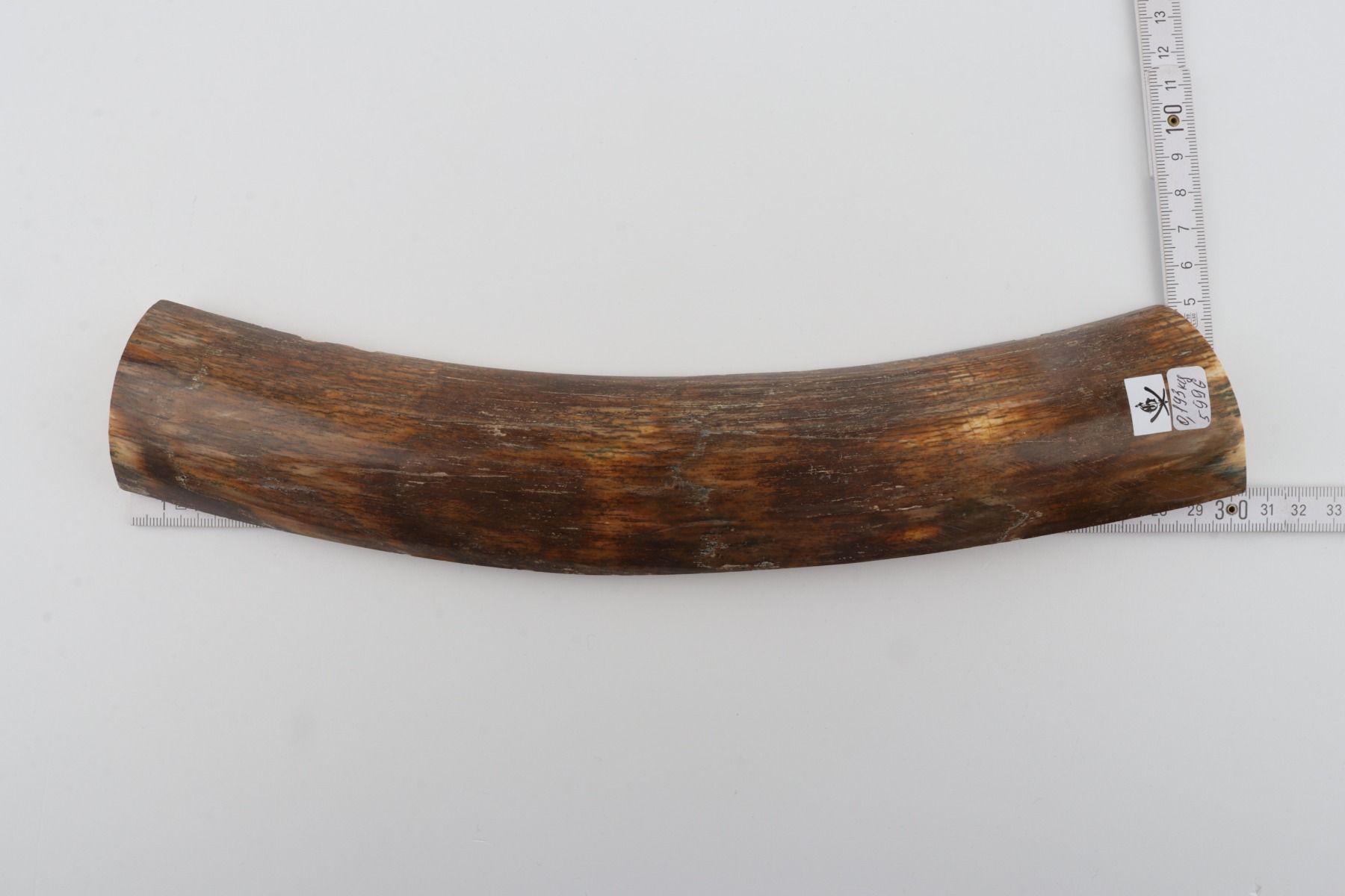 Brown-green mammoth bark