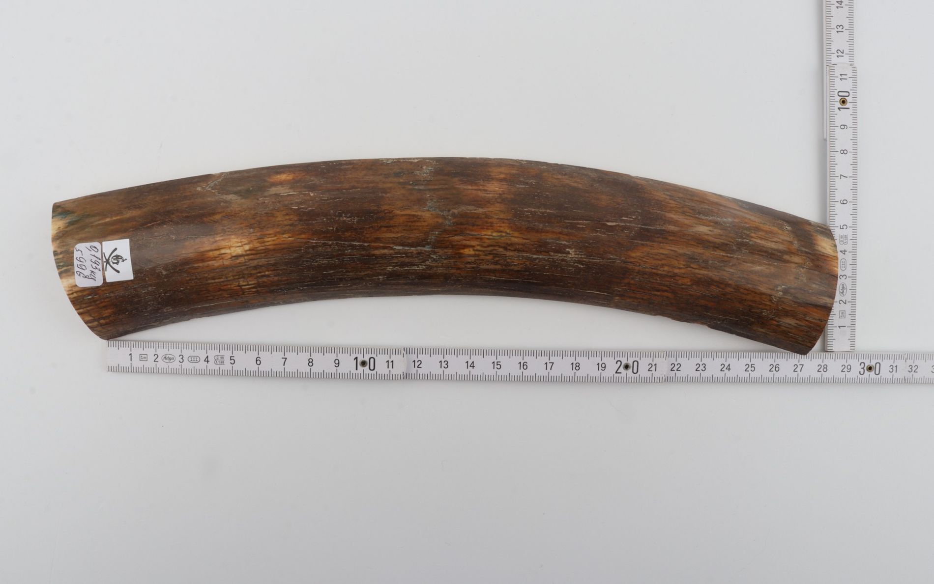 Brown-green mammoth bark