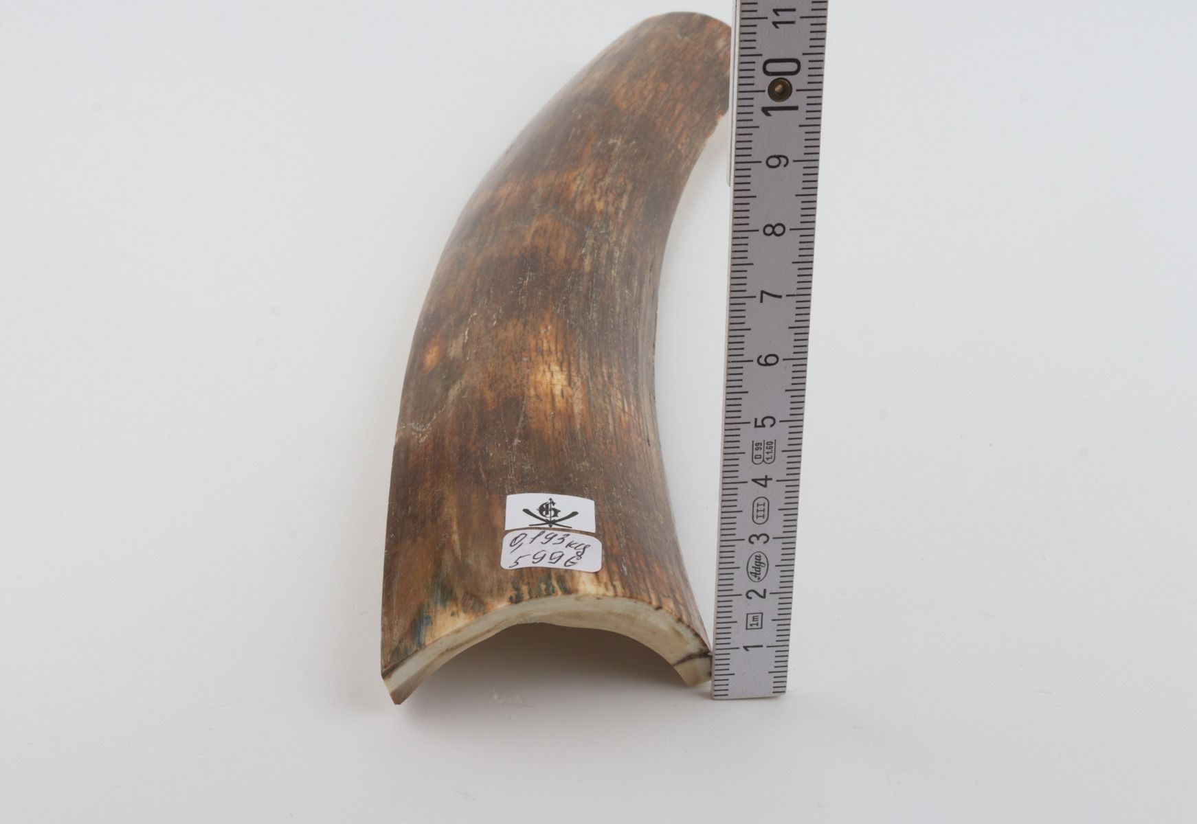 Brown-green mammoth bark