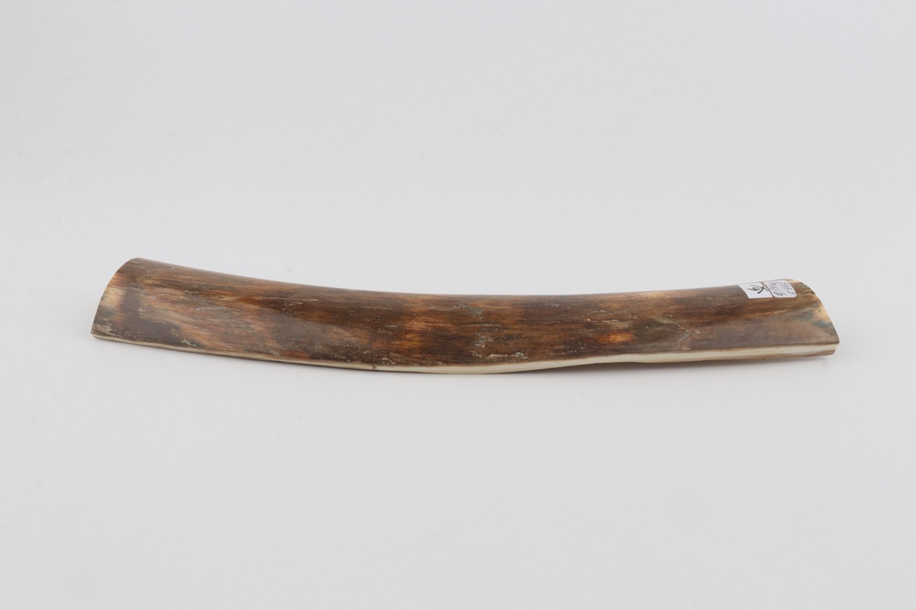 Brown-green mammoth bark