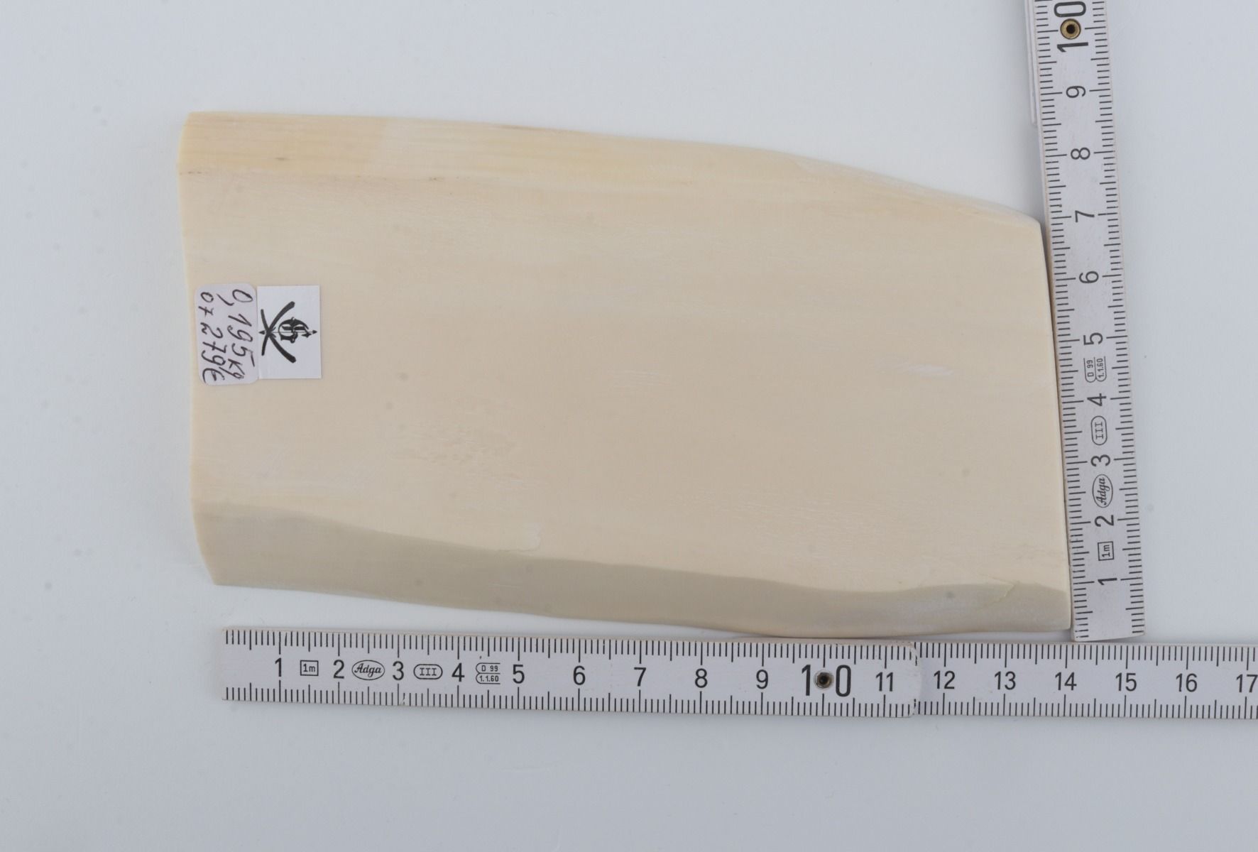 White mammoth ivory segment