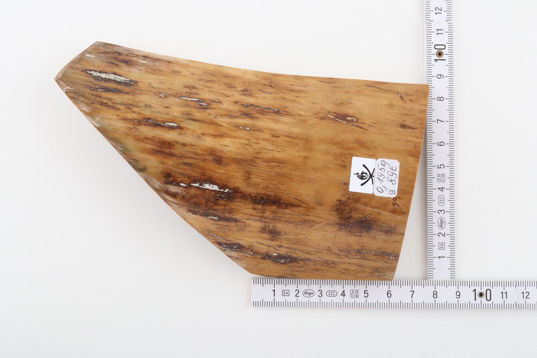 Beige mammoth bark