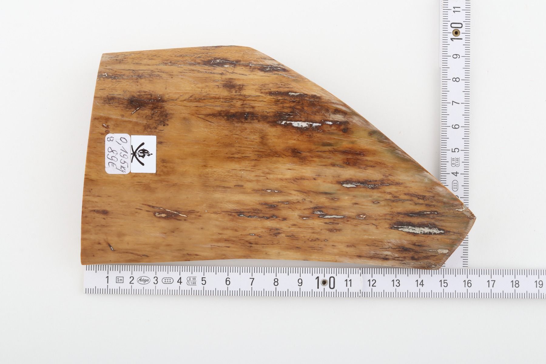Beige mammoth bark
