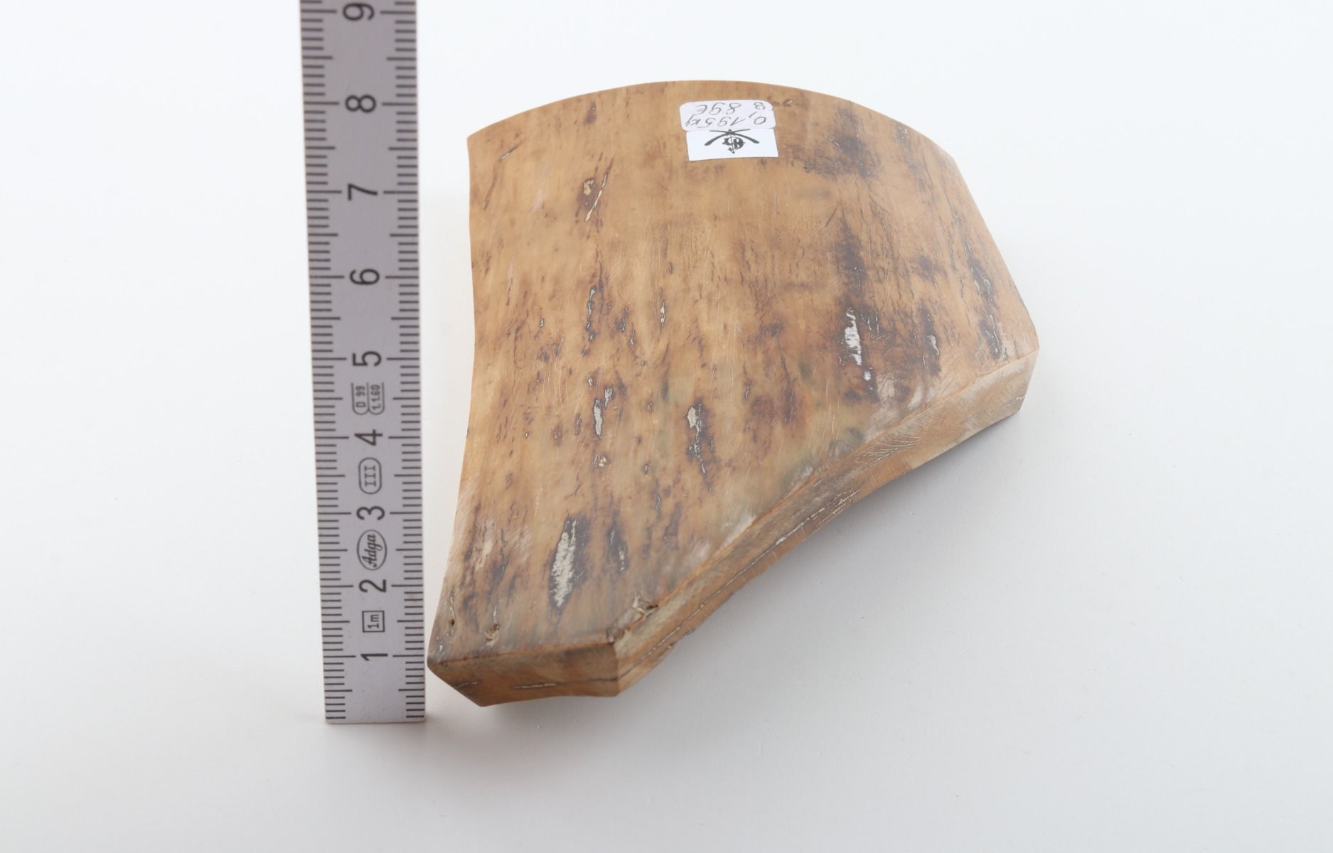 Beige mammoth bark