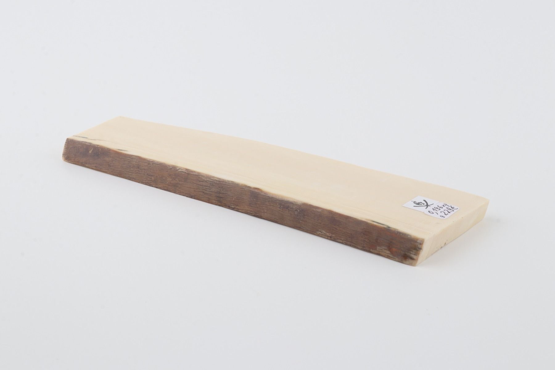 White mammoth ivory segment